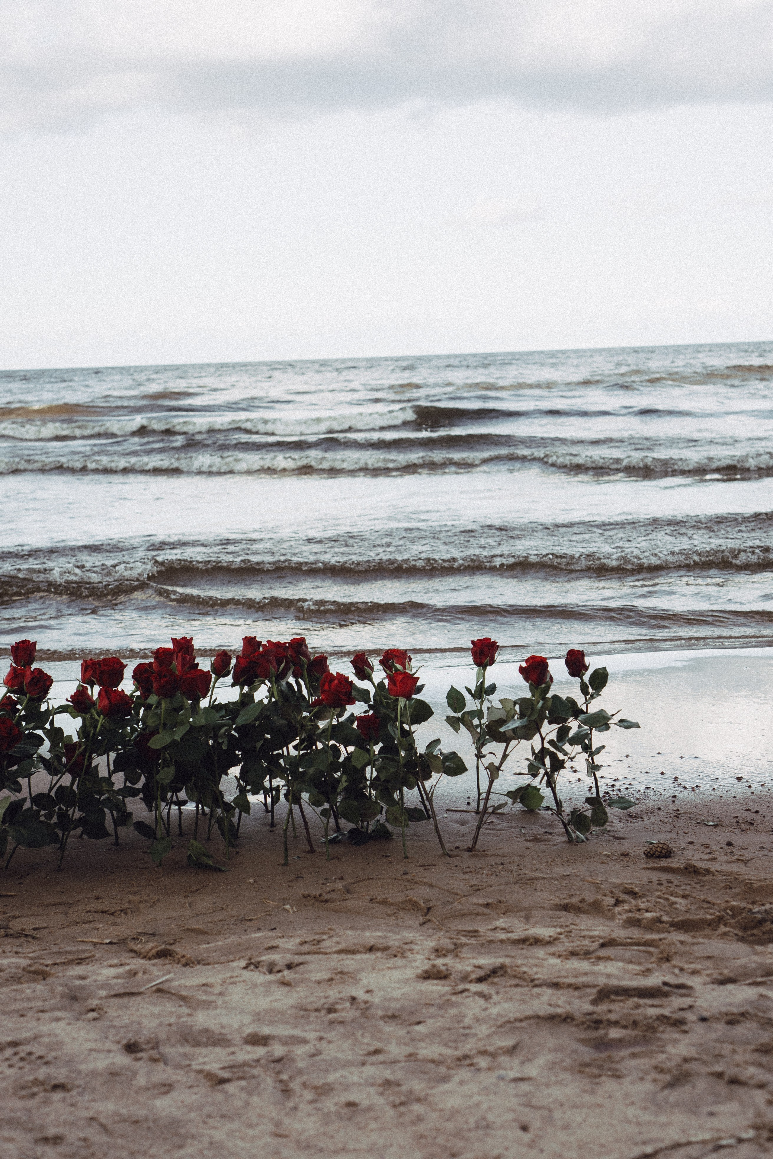 Розы. Профессиональный фотограф, Санкт-Петербург — Виктория Богомолова