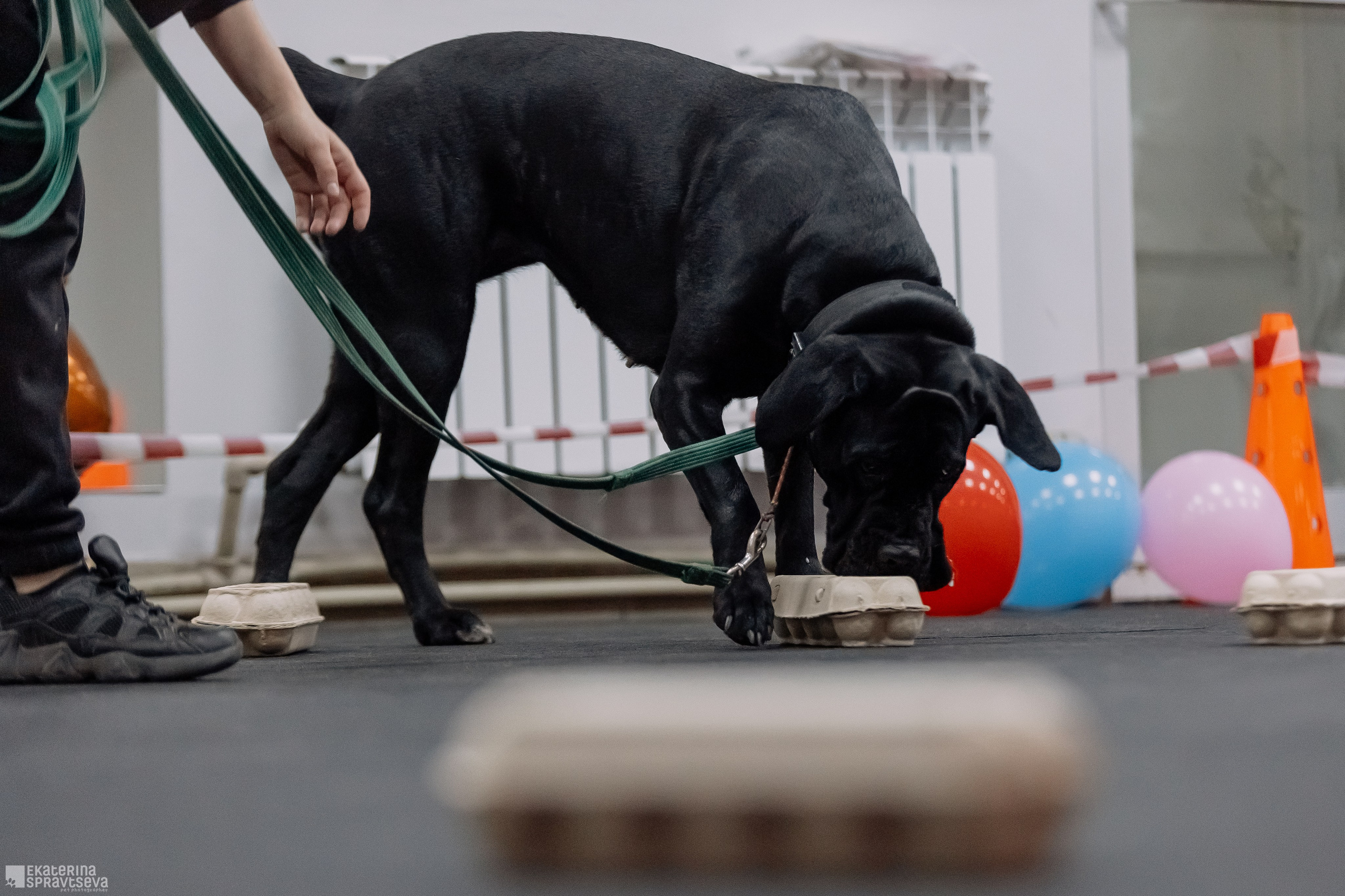 Праздник NoseWork. Фотограф Анималист Екатерина Справцева в Нижнем Новгороде