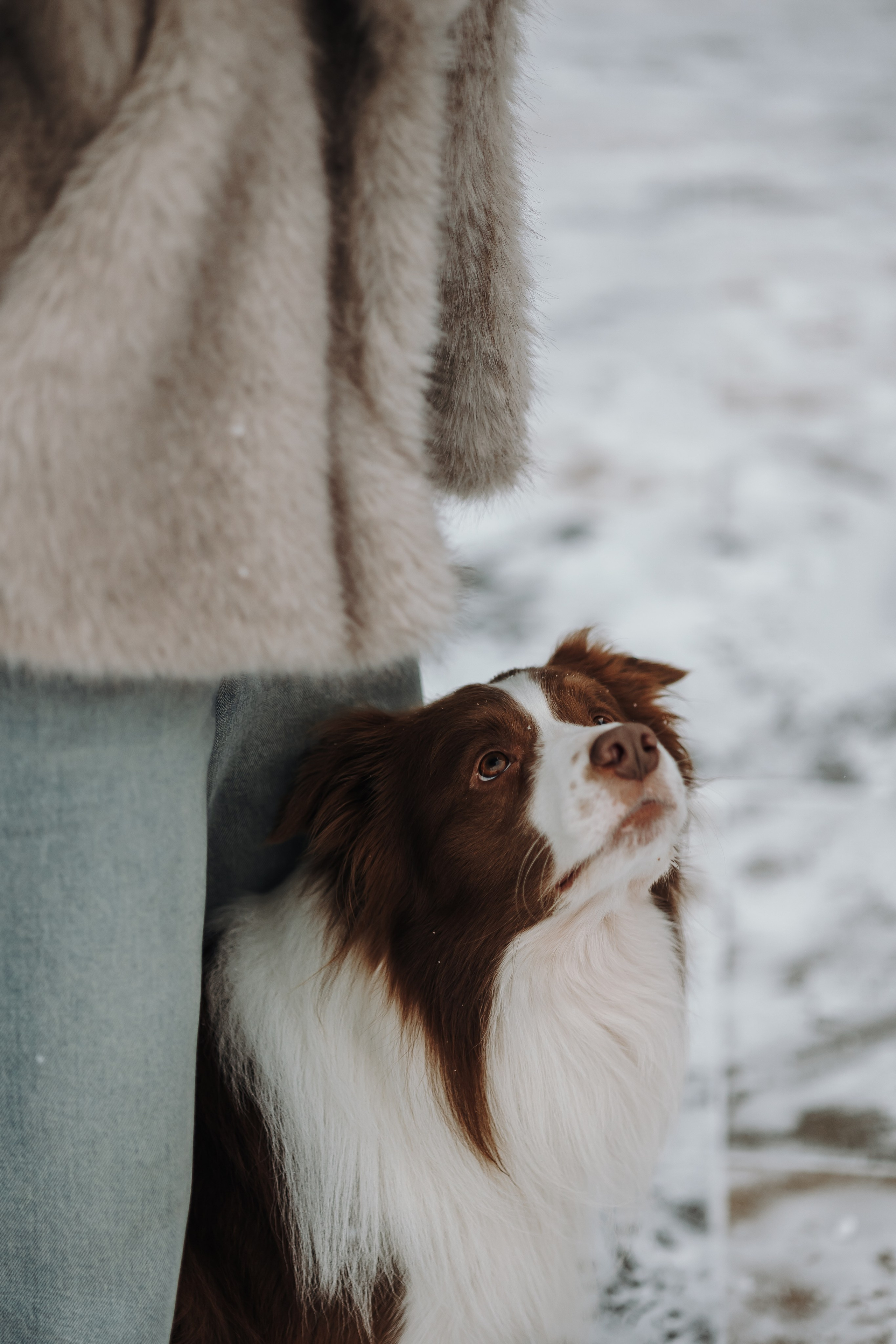 Маша и Брауни. Фотограф-анималист в Санкт-Петербурге Алина Яхонт