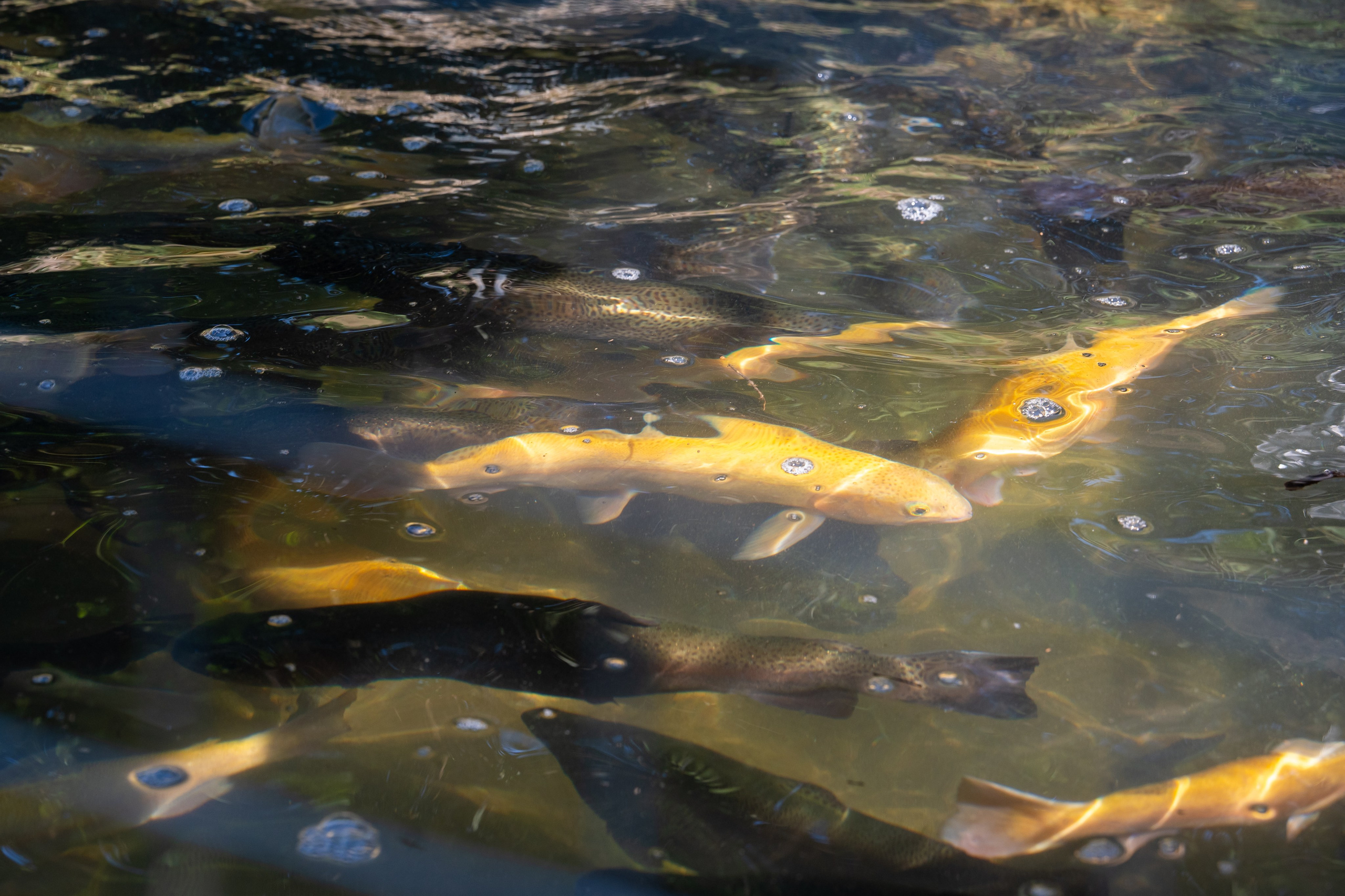 Mice мероприятие — тур по Абхазии. Репортажный фотограф в Красной Поляне и Сочи Павлюченко Екатерина