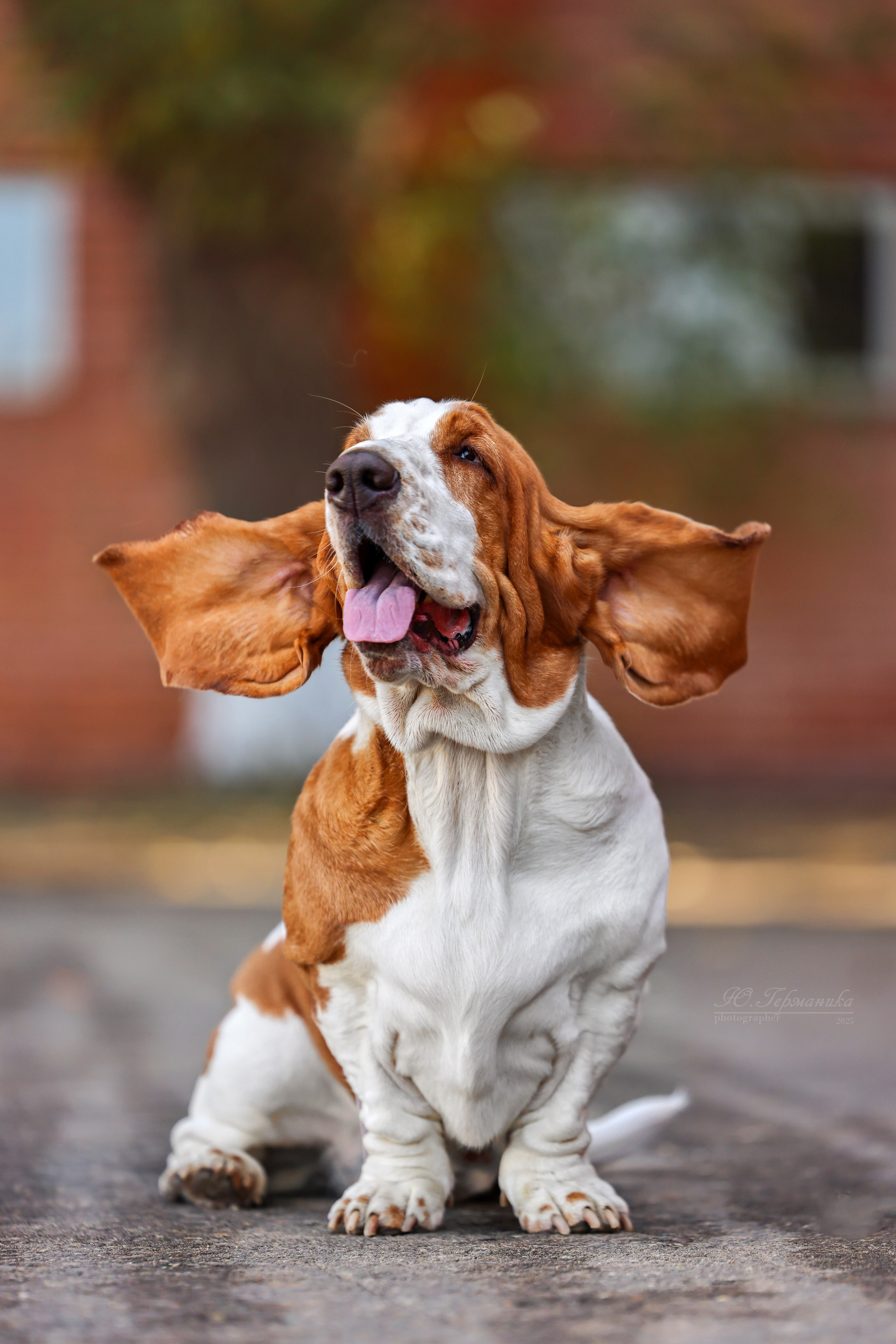 Астана 2хCACIB 26-28.09.2025. Фотограф-анималист Юлия Германика