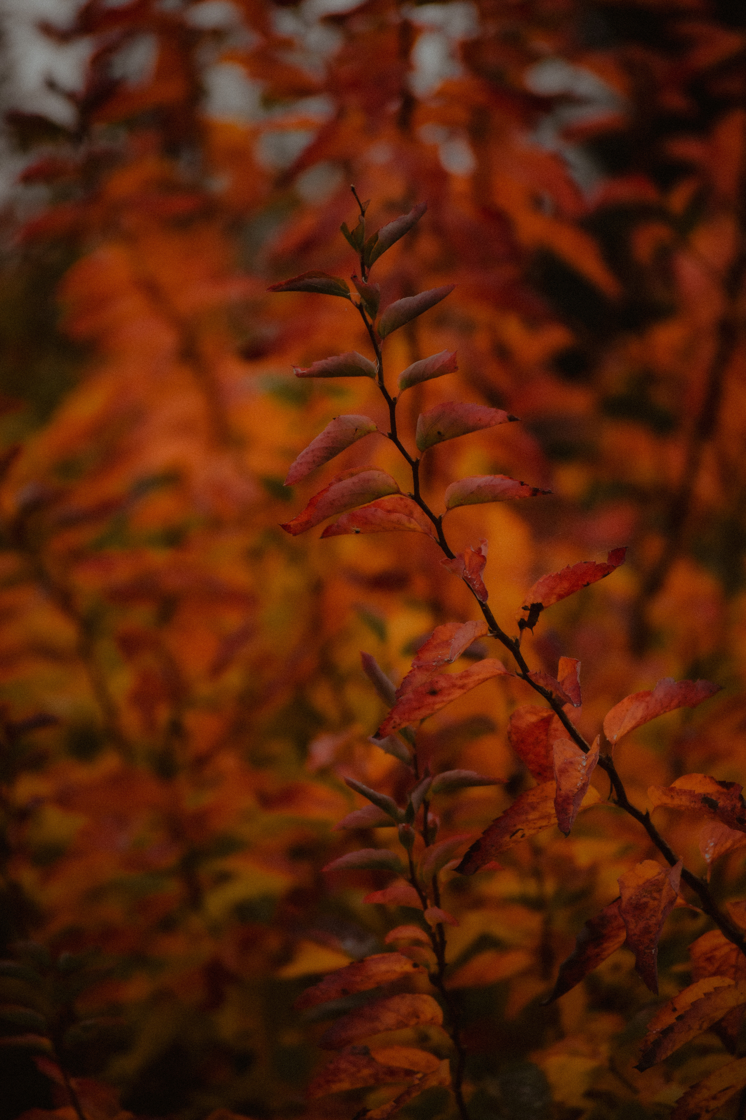 История в Васкелово. Фотограф в Санкт-Петербурге