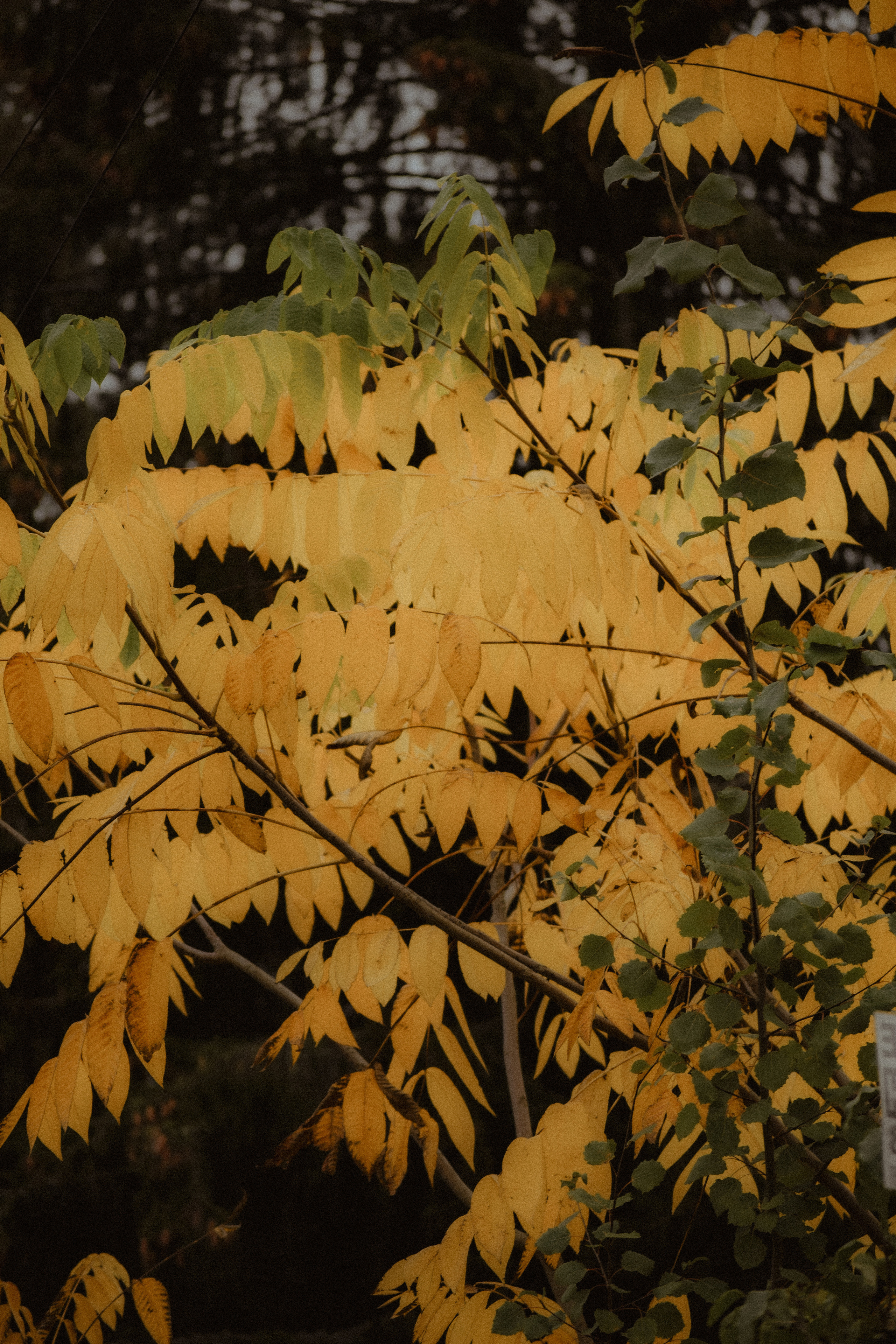 История в Васкелово. Фотограф в Санкт-Петербурге