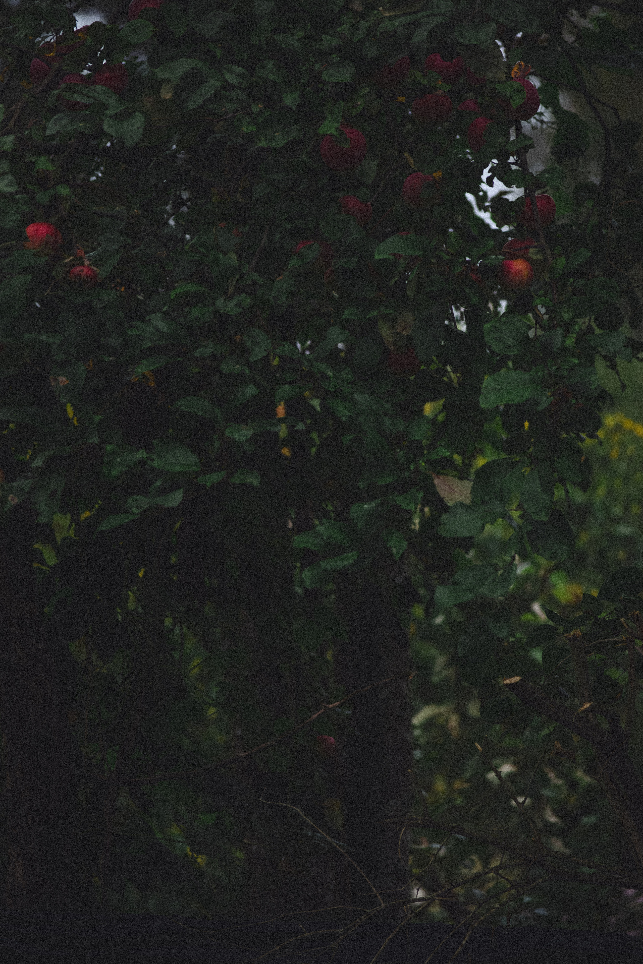 История в Васкелово. Фотограф в Санкт-Петербурге