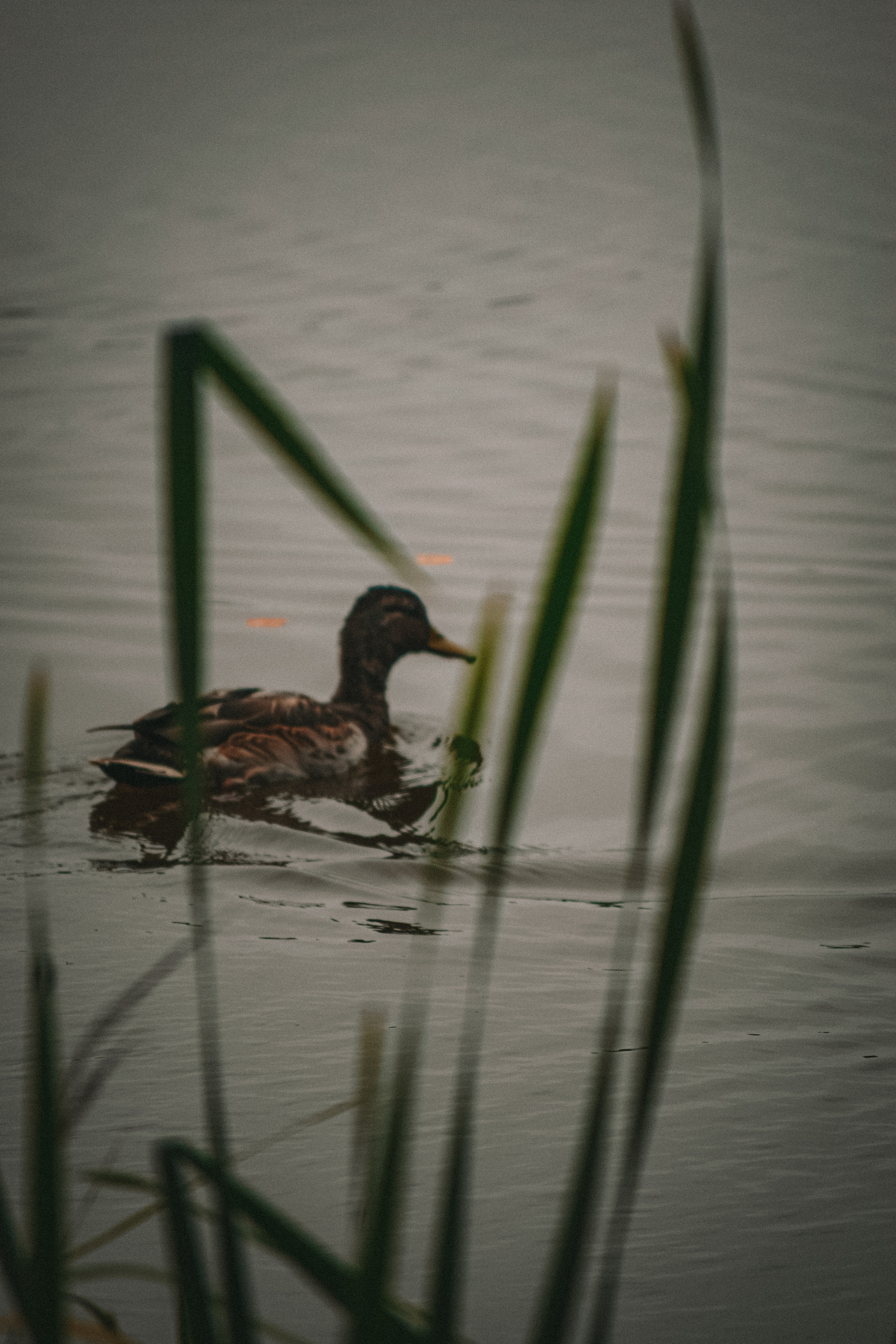 История в Васкелово. Фотограф в Санкт-Петербурге