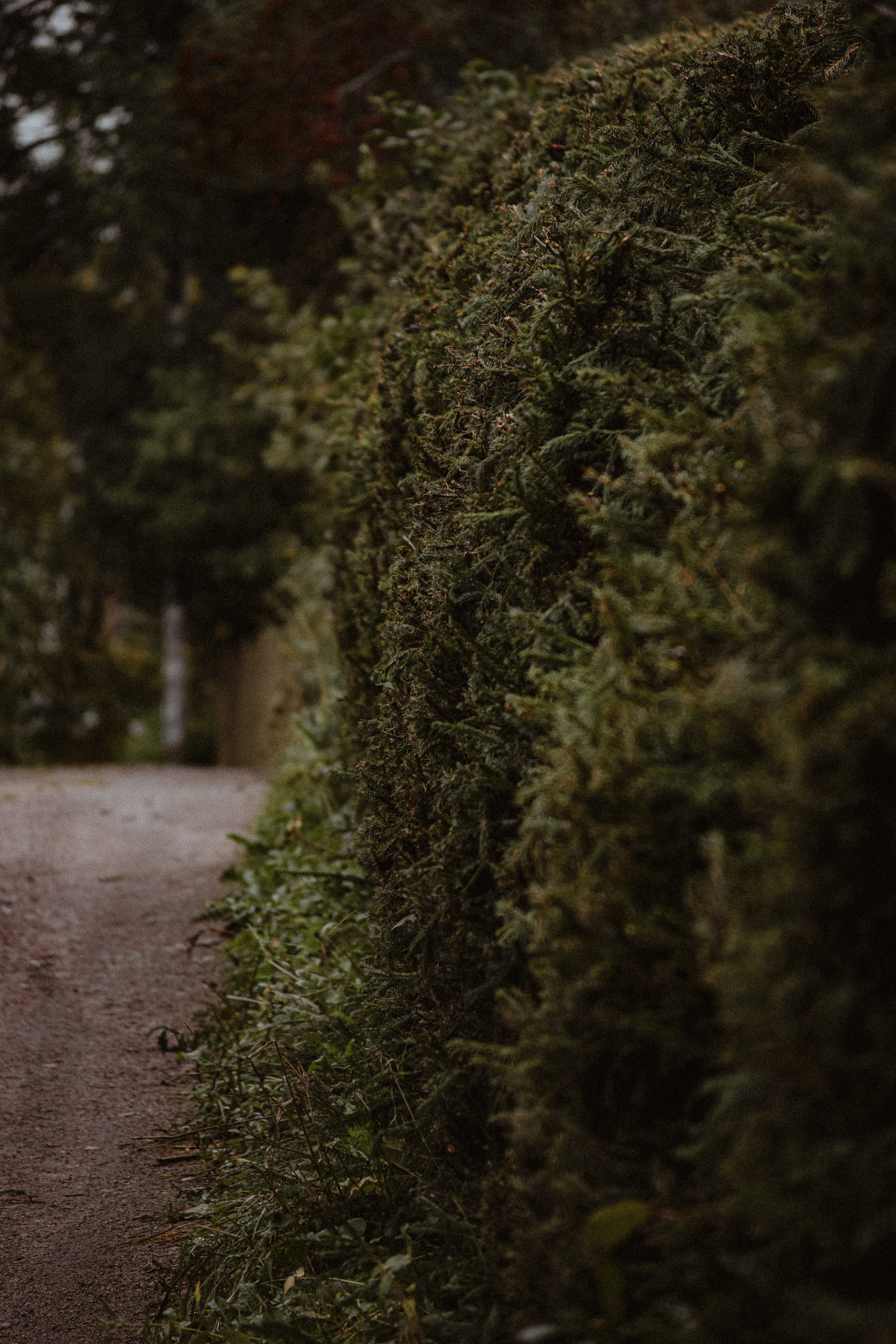 История в Васкелово. Фотограф в Санкт-Петербурге