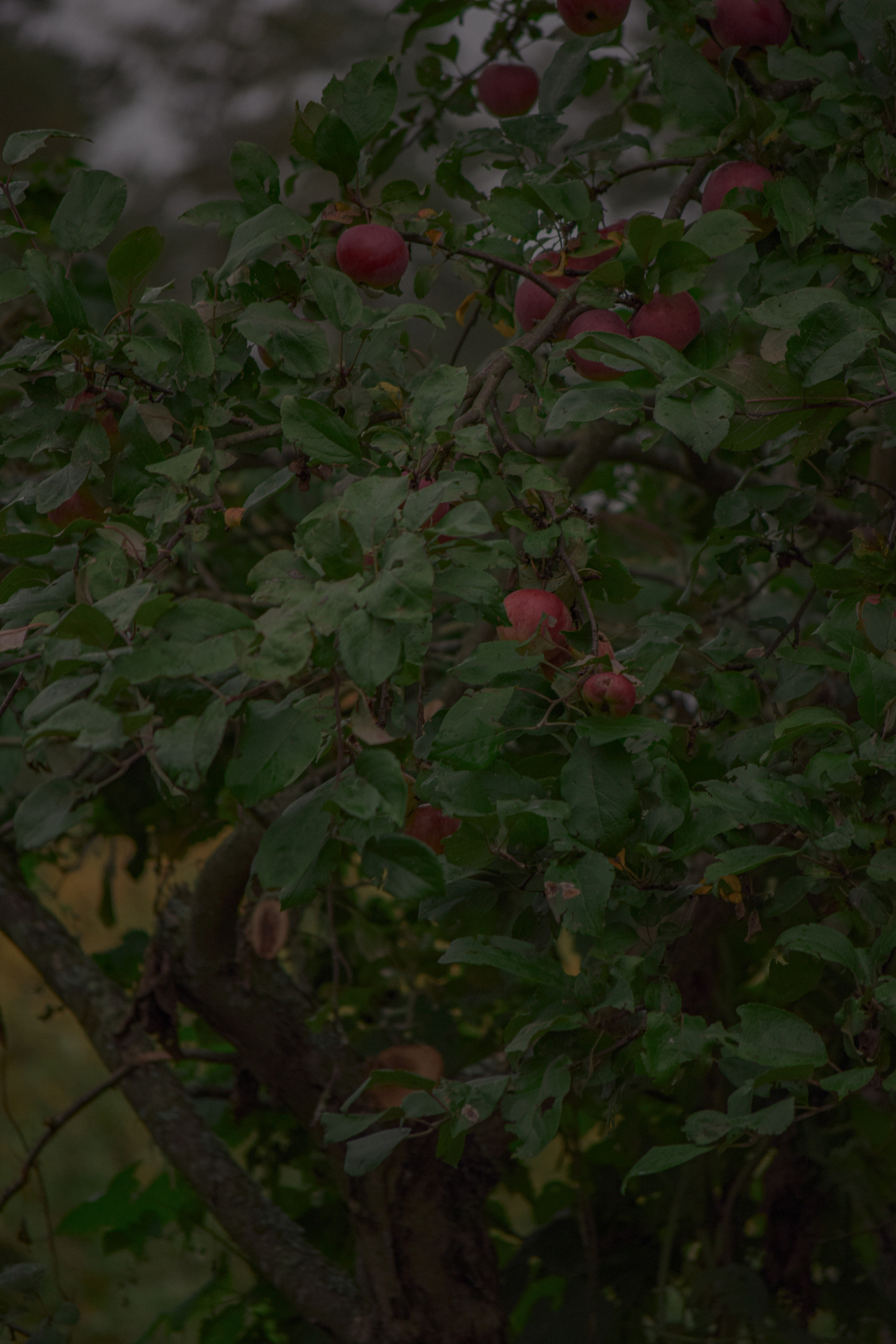 История в Васкелово. Фотограф в Санкт-Петербурге