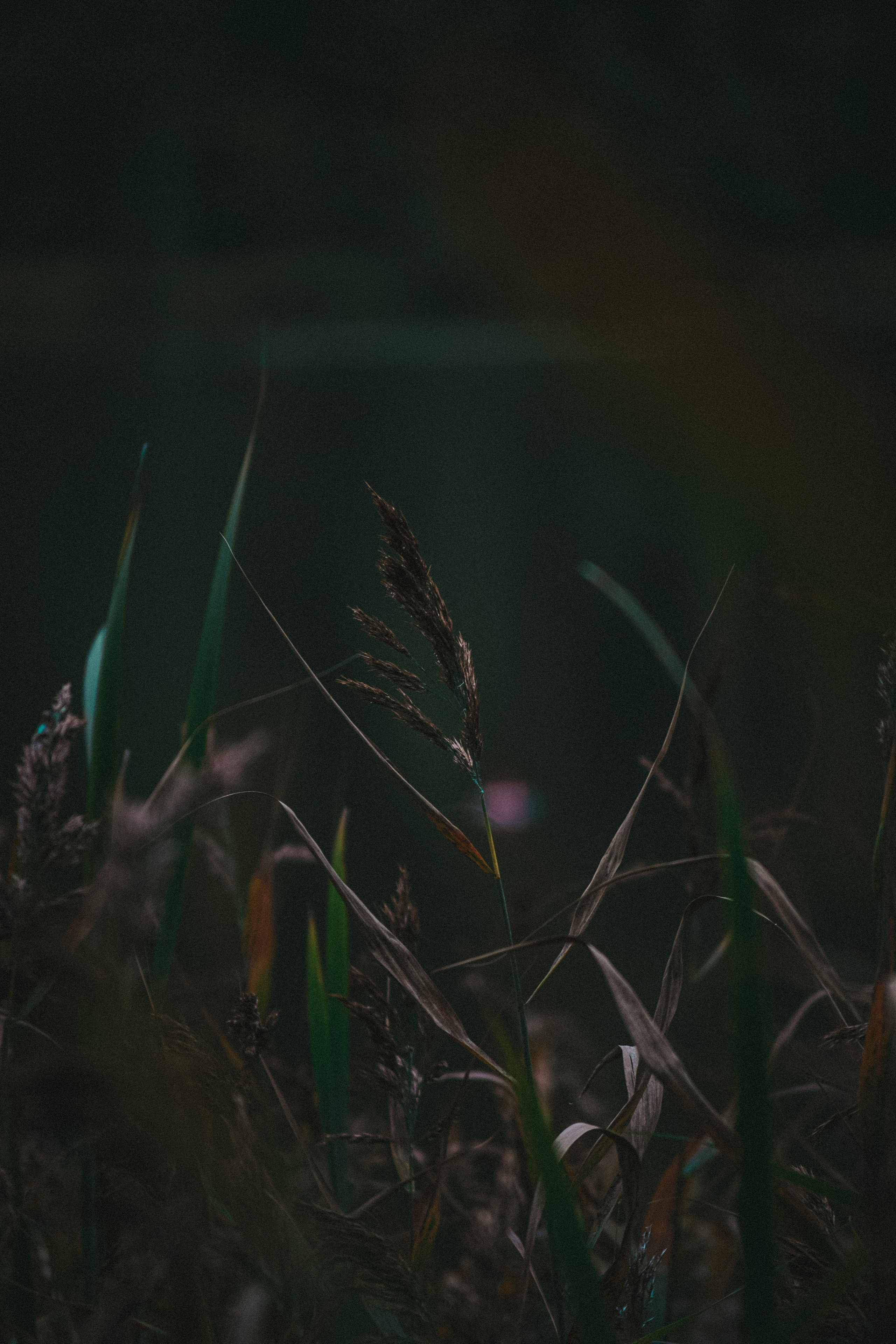 История в Васкелово. Фотограф в Санкт-Петербурге