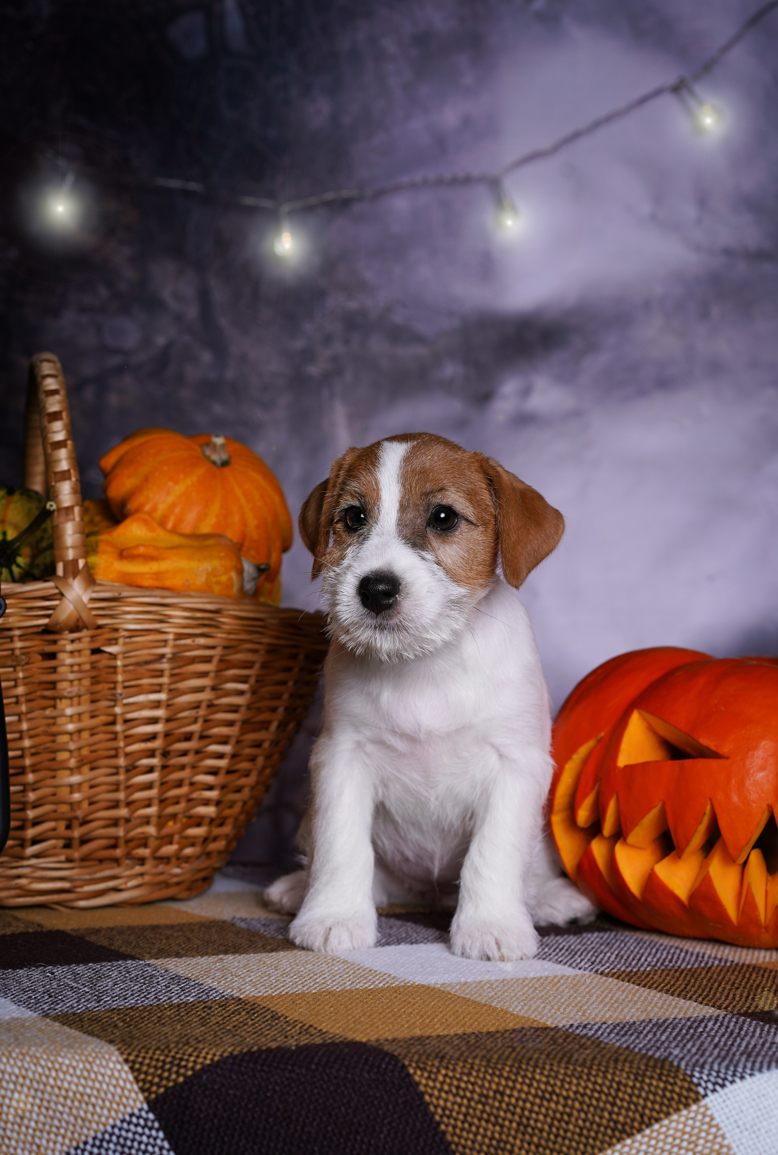 Щенки джек-рассел терьера. Фотограф-анималист в Санкт-Петербурге Яна Мартынова