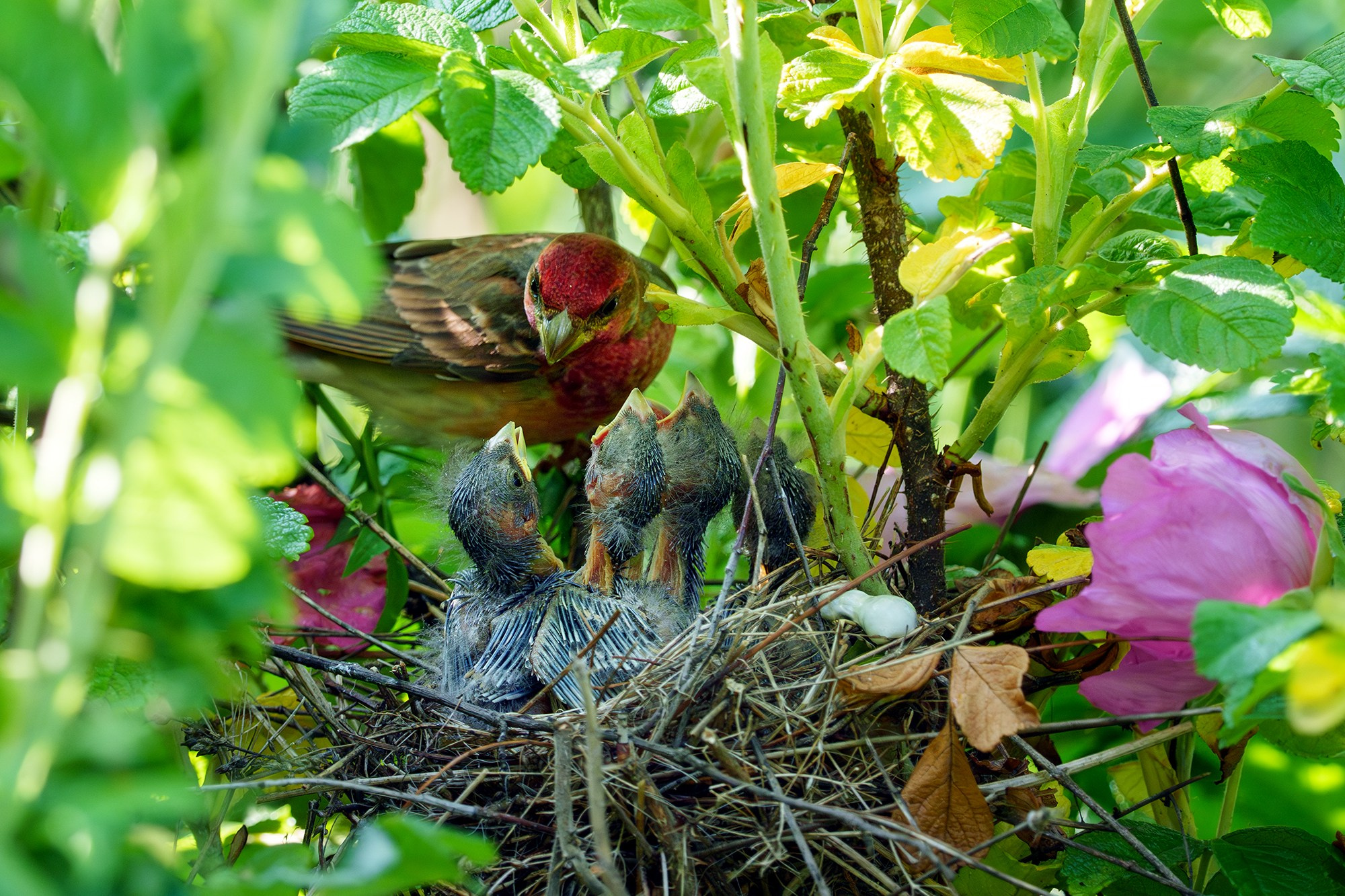 Удивительные мир птиц. Вокруг нас столько прекрасного — присмотритесь!. Ваш личный фотограф Марина Волкова