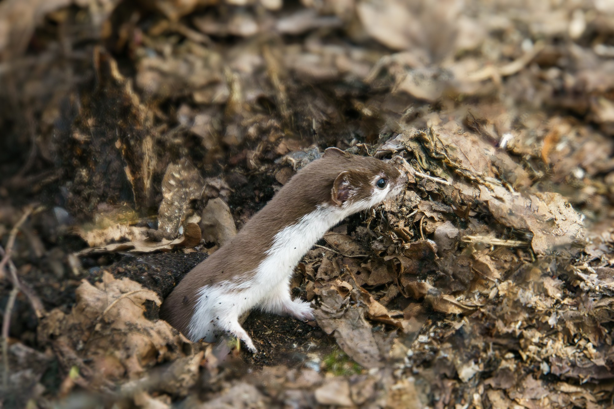 Животные. Ваш личный фотограф Марина Волкова