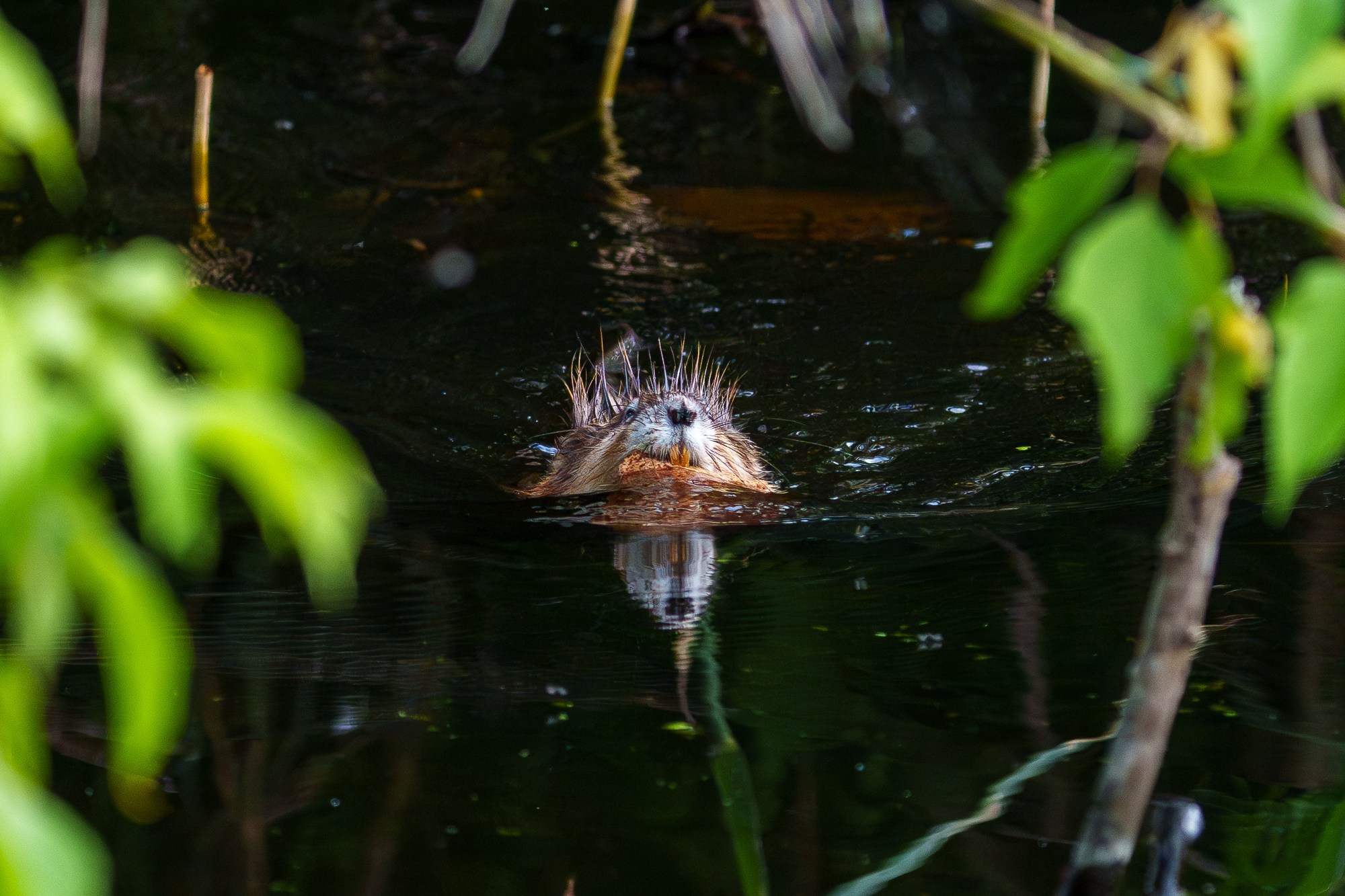 Животные. Ваш личный фотограф Марина Волкова