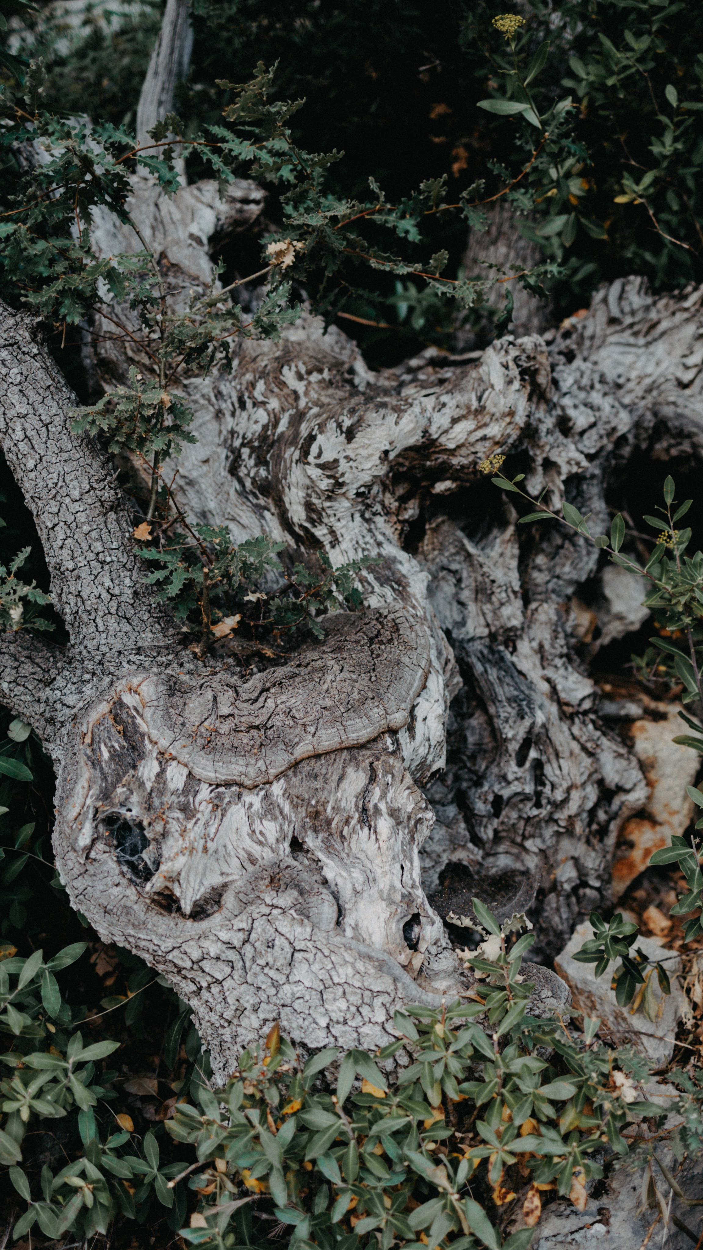 Заставки на телефон. Семейный фотограф в Белгороде