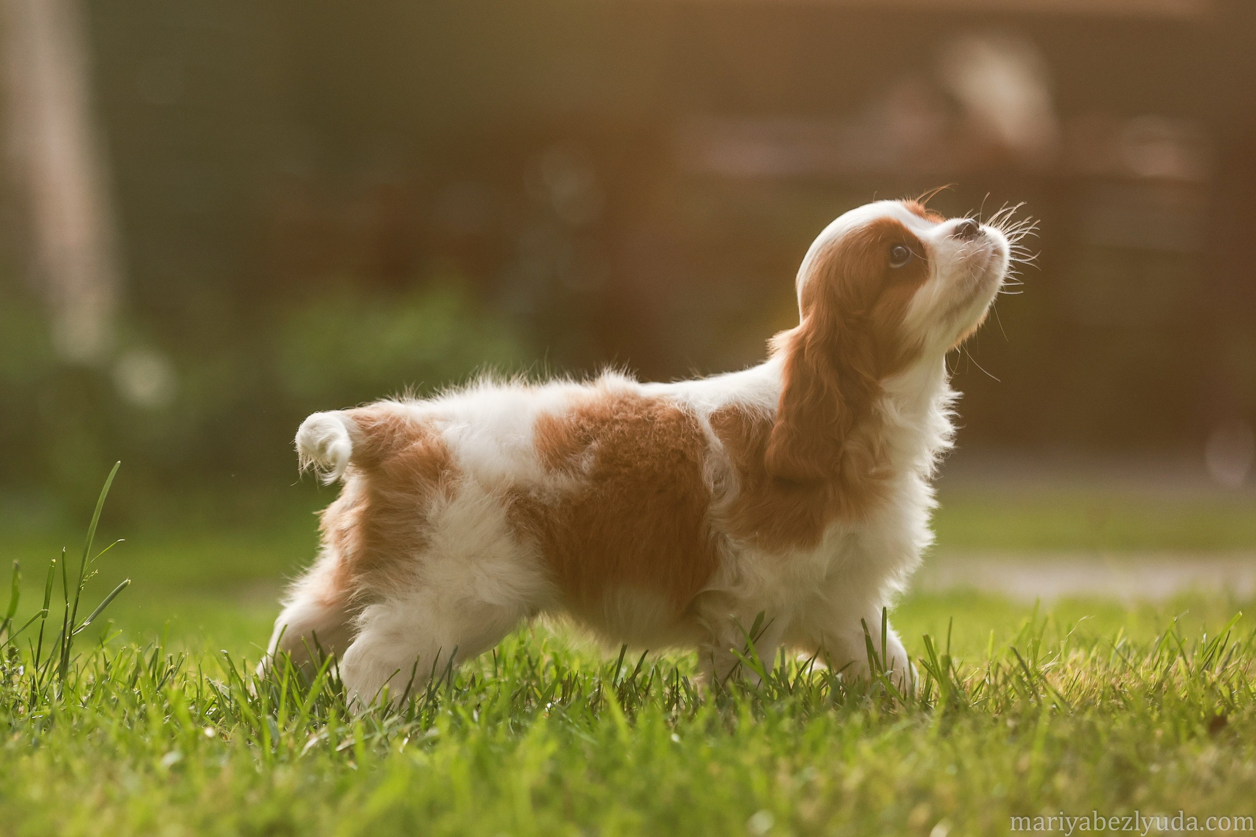 Щенки. Семейный и детский фотограф в Москве Мария Быкова