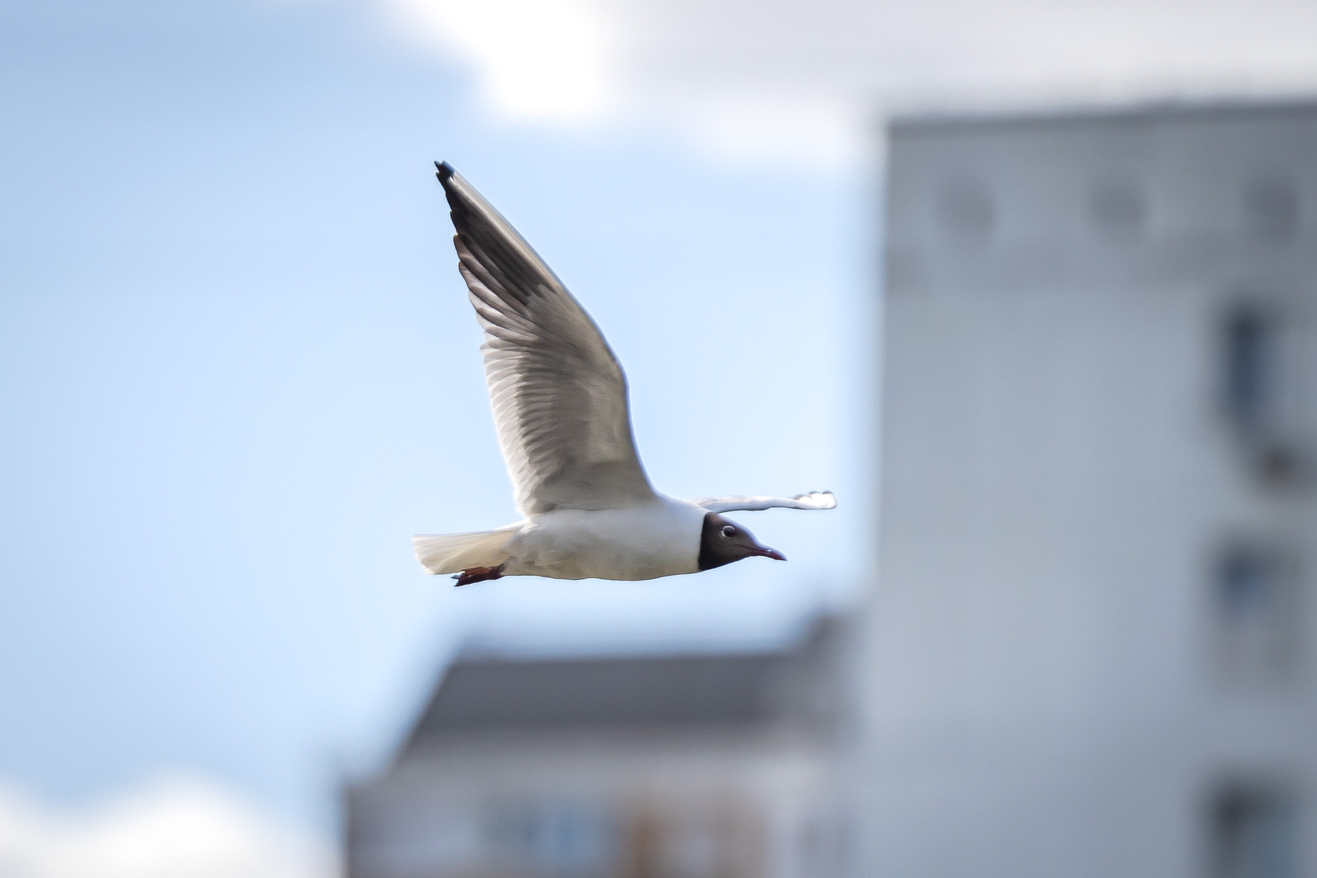 Птицы. Фотограф Владимир Охрименко
