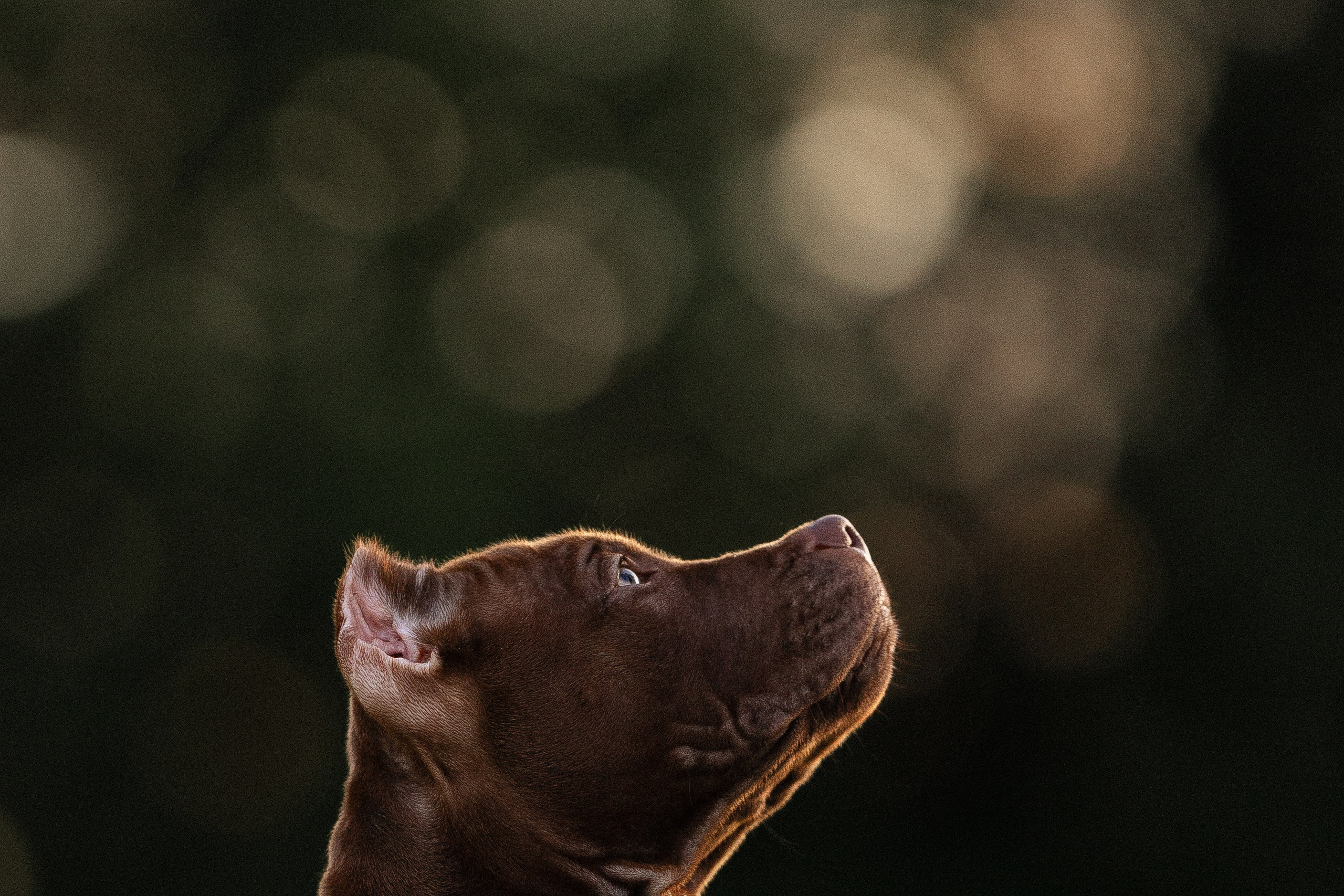 Елена и Хан. Фотограф и видеограф анималист Аганина Дарья