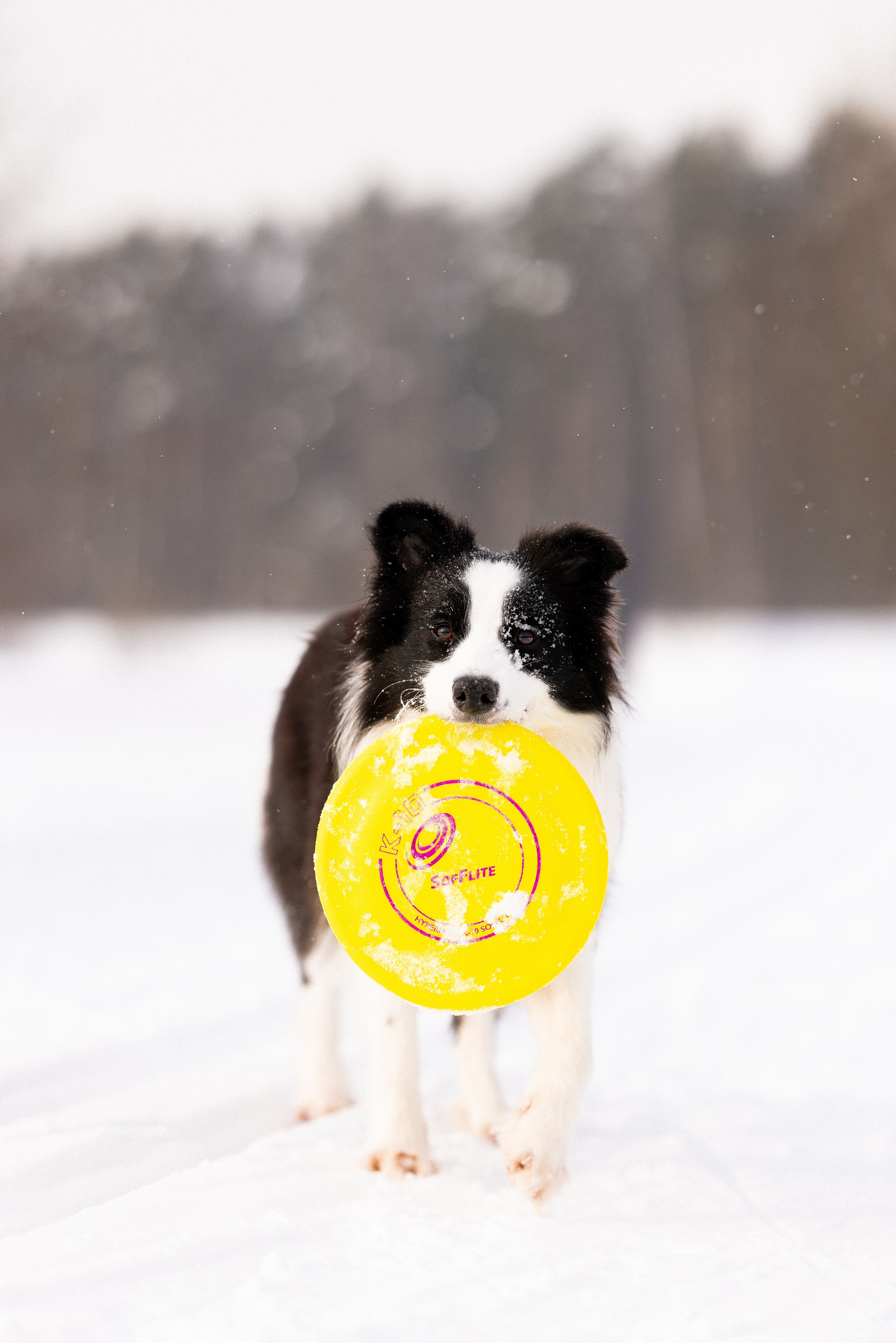 Лилия, Алексей и Ариана. Фотограф и видеограф анималист Аганина Дарья