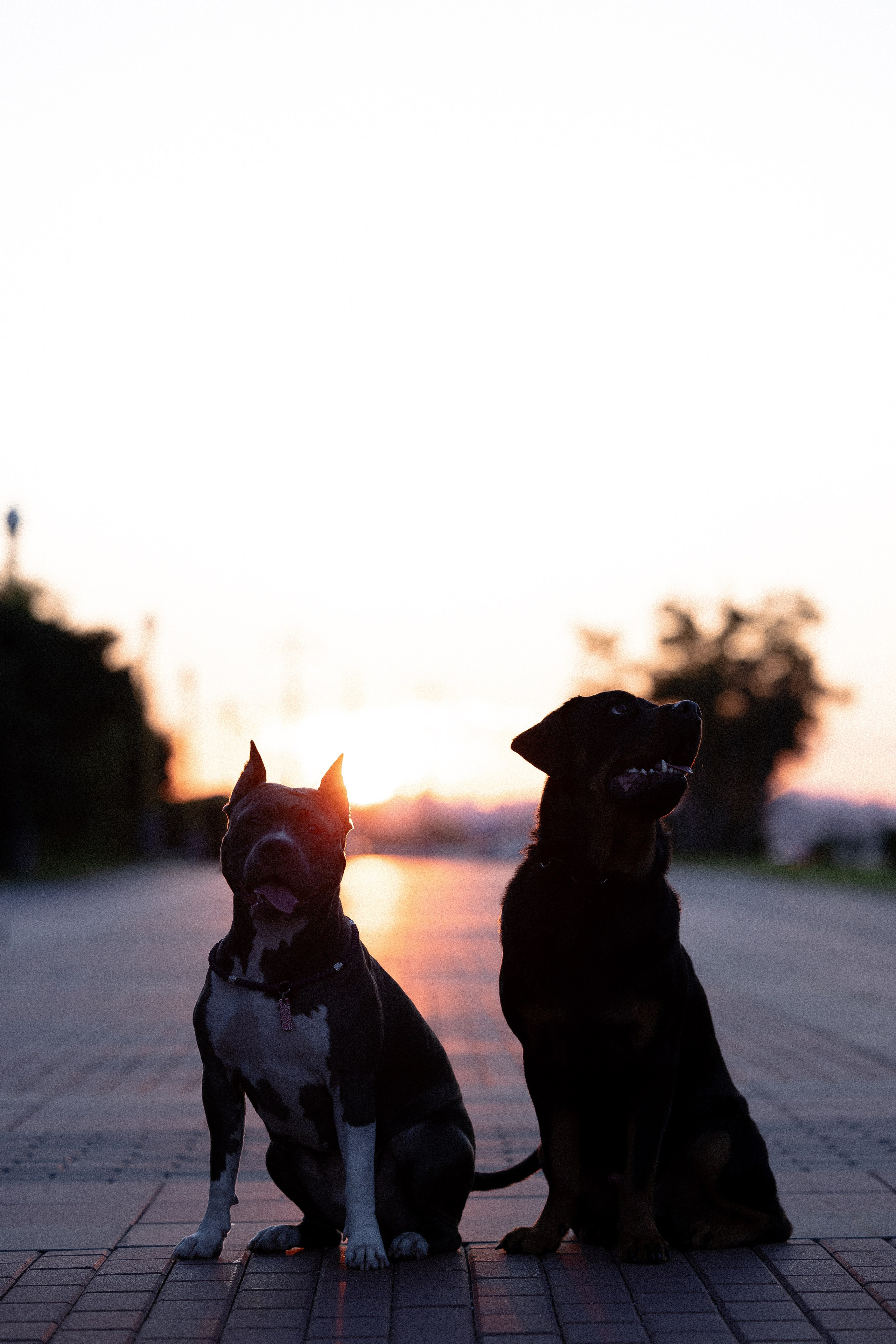 Катя, Леша, Лея и Трой. Фотограф и видеограф анималист Аганина Дарья