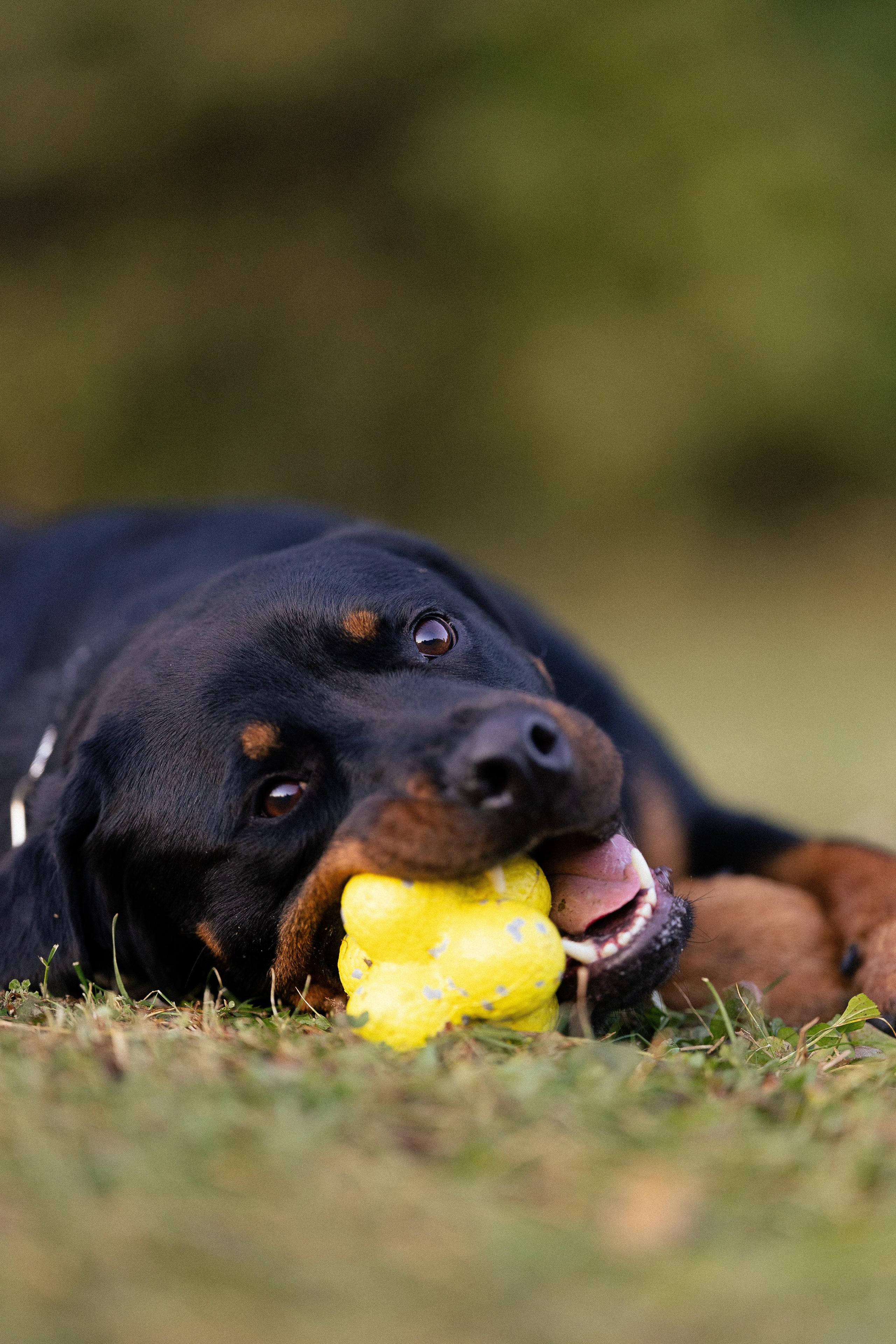 Катя, Леша, Лея и Трой. Фотограф и видеограф анималист Аганина Дарья
