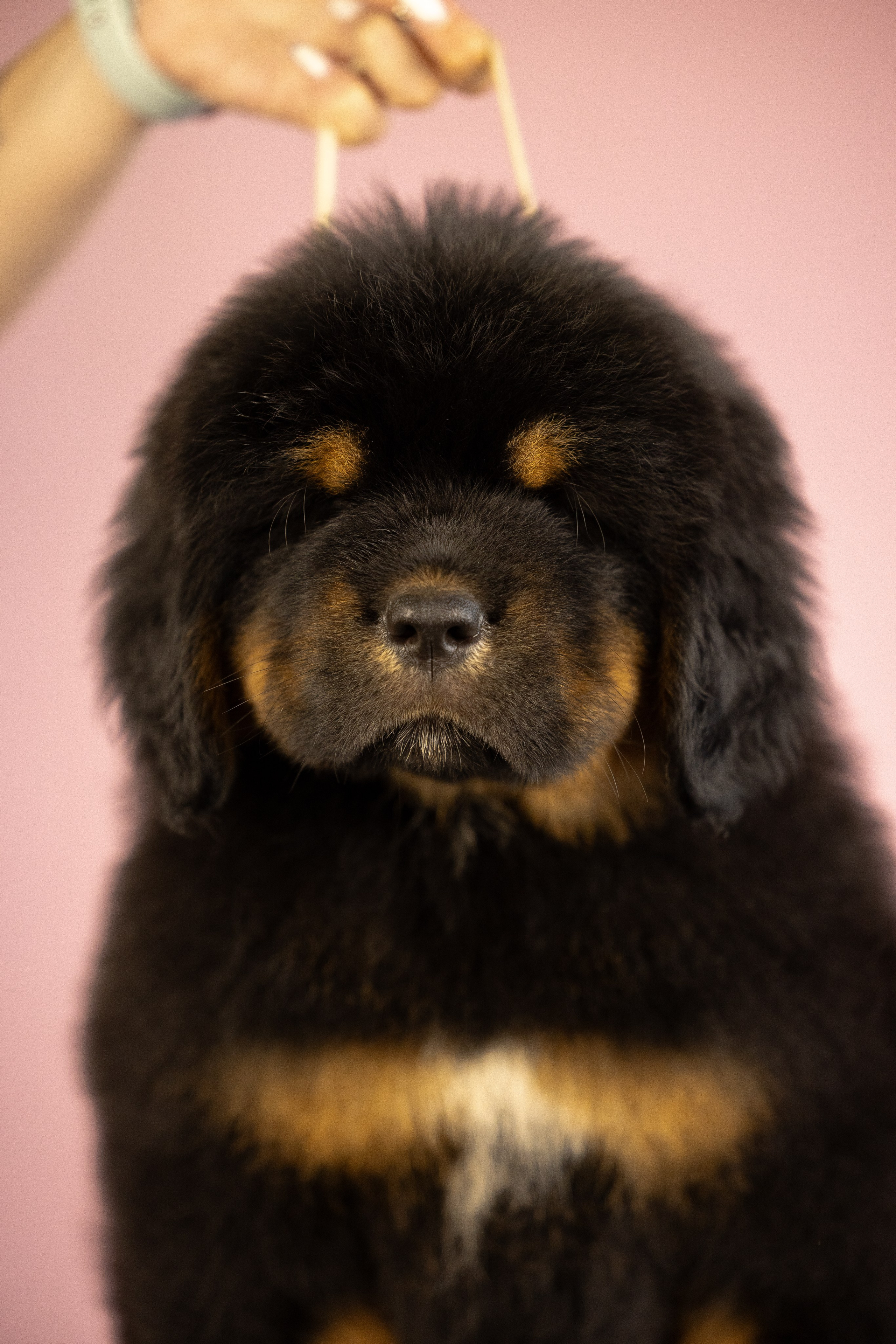 Тибетский мастиф. Фотограф и видеограф анималист Аганина Дарья