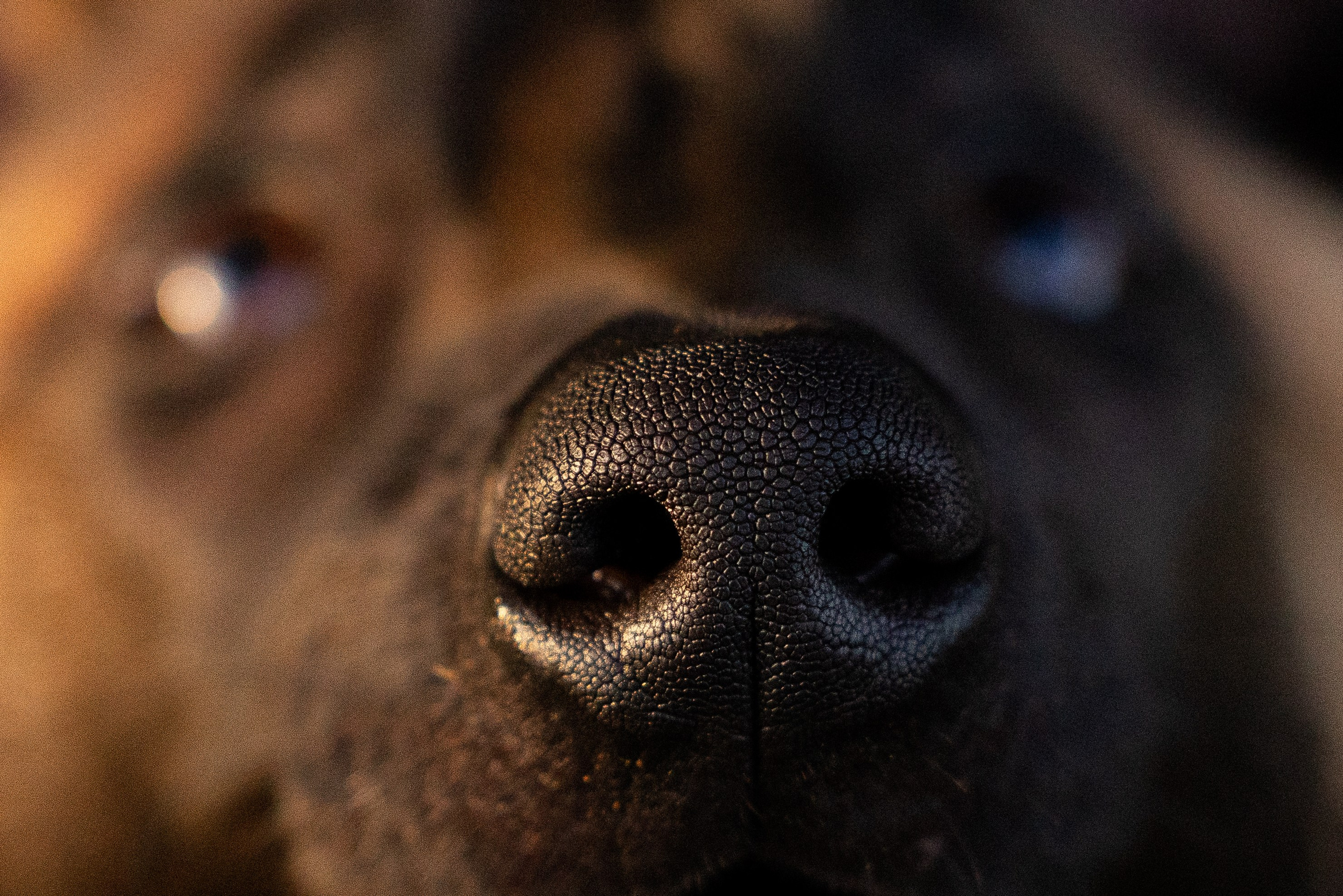 Разношерстная компания. Фотограф и видеограф анималист Аганина Дарья