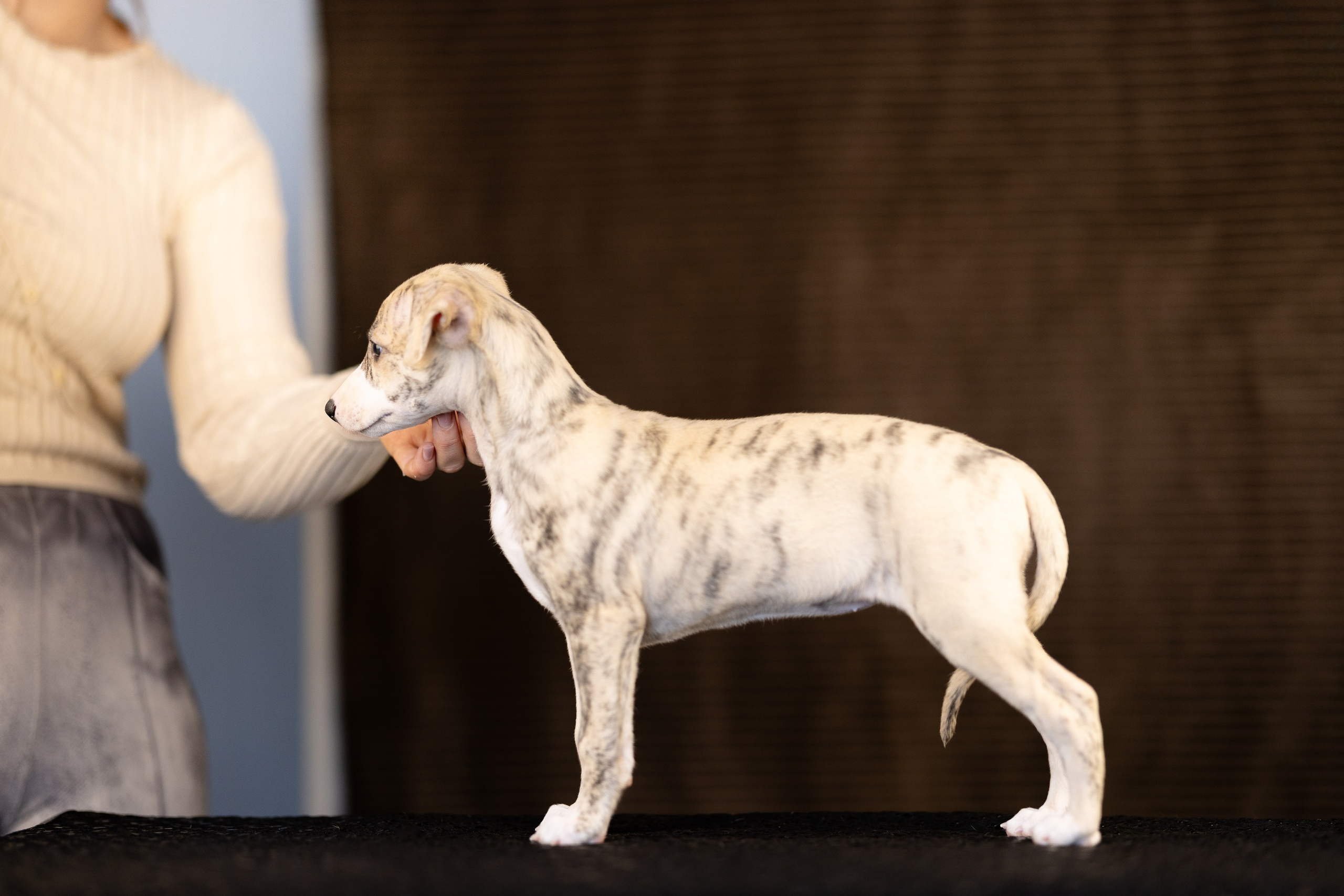 Уиппет. Фотограф и видеограф анималист Аганина Дарья