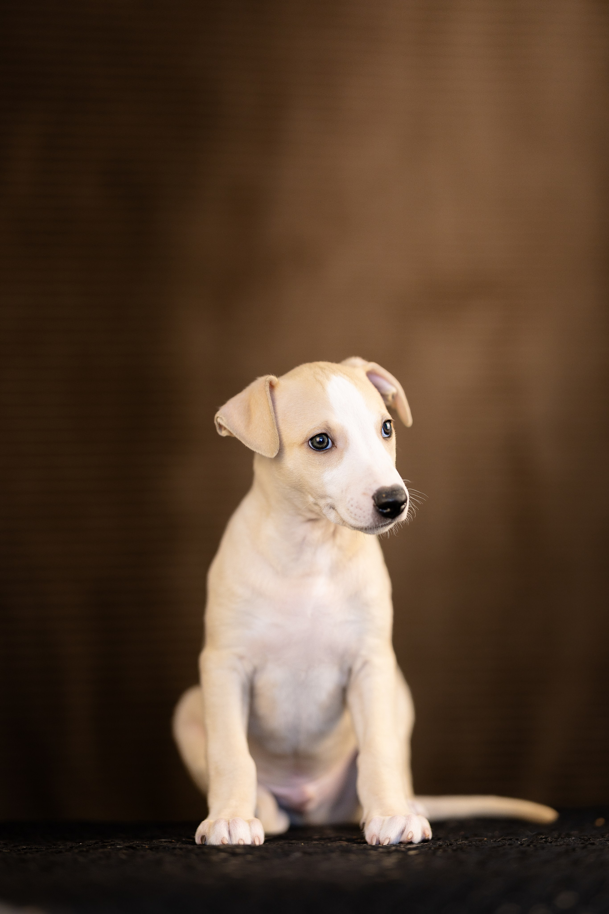 Уиппет. Фотограф и видеограф анималист Аганина Дарья