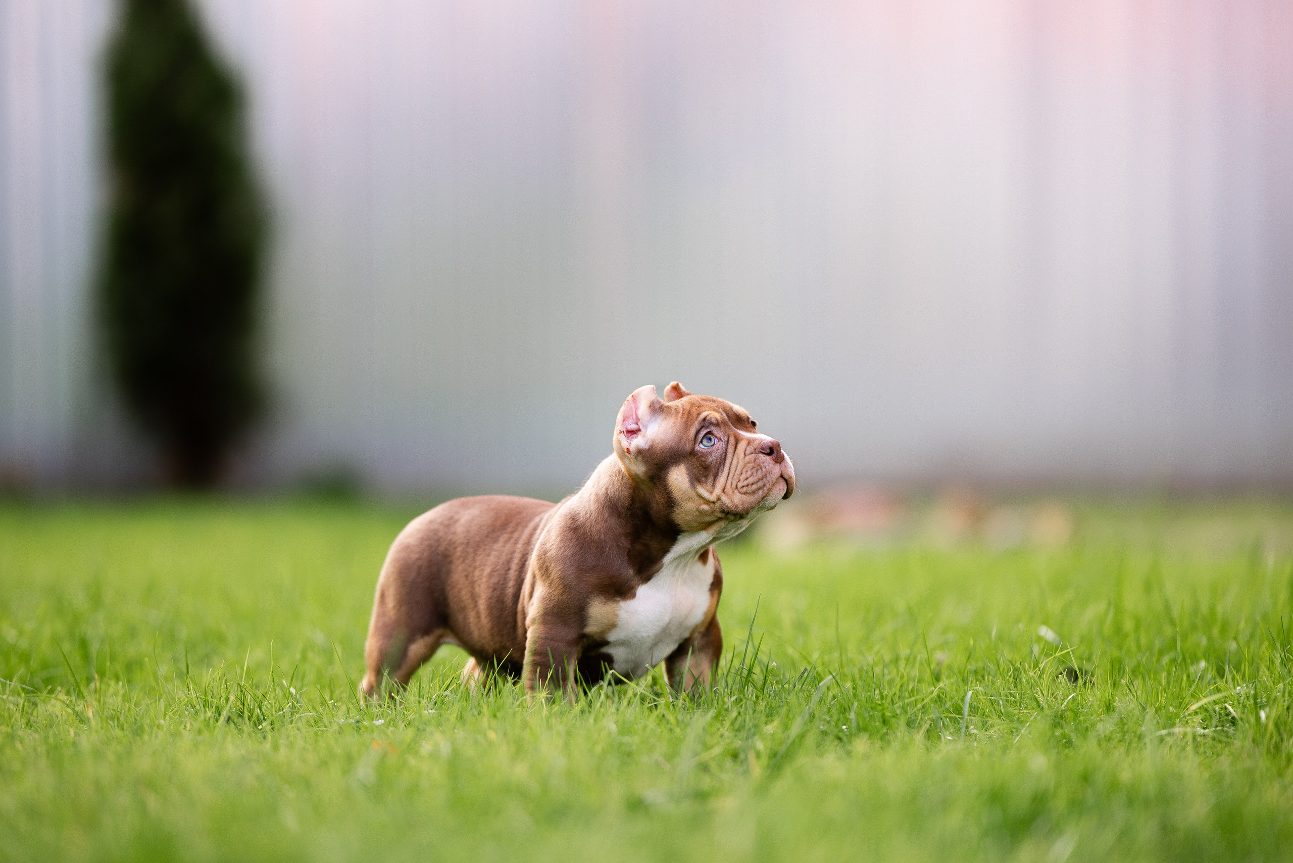Булли. Фотограф и видеограф анималист Аганина Дарья