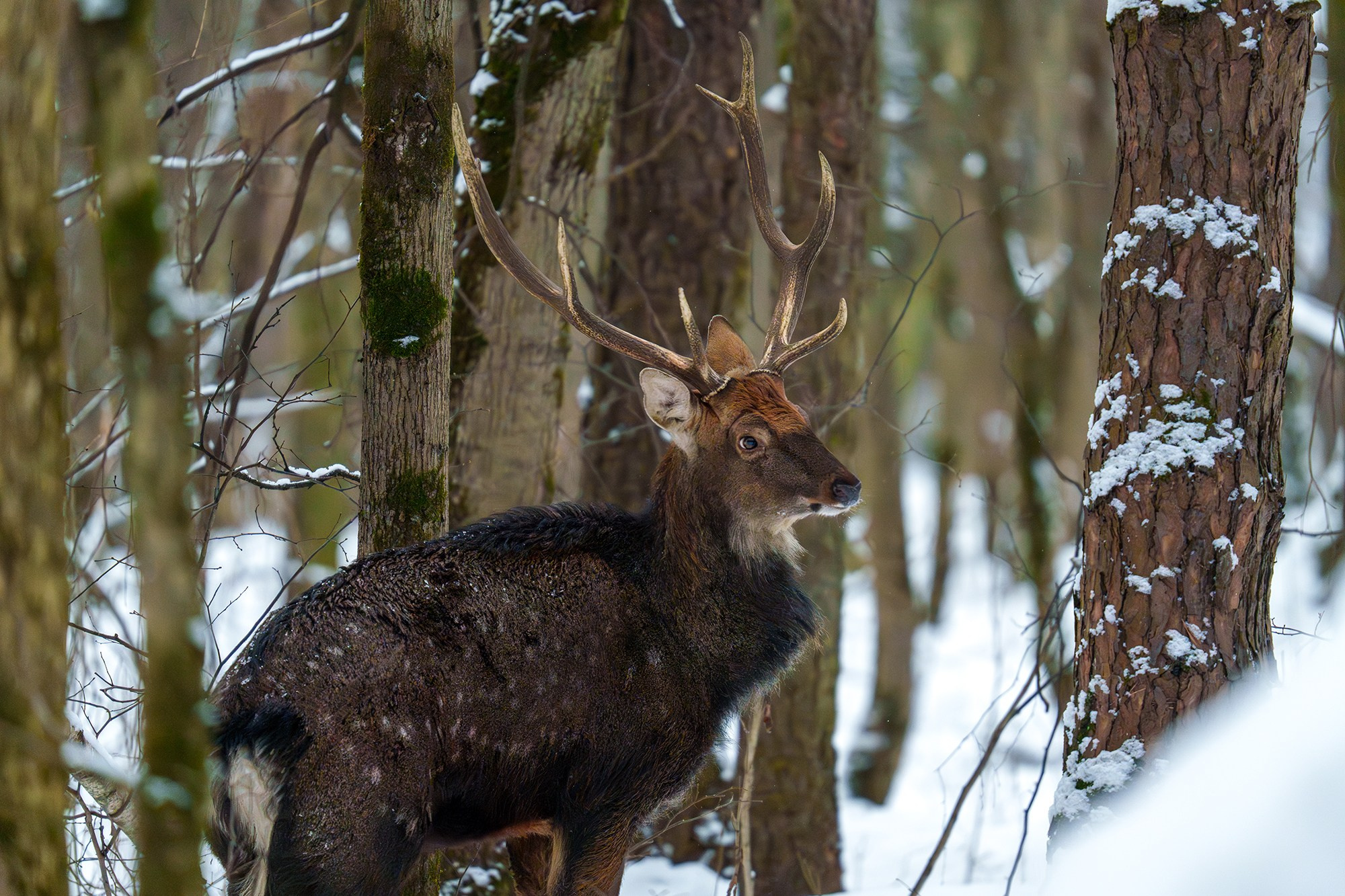 Животные. Ваш личный фотограф Марина Волкова