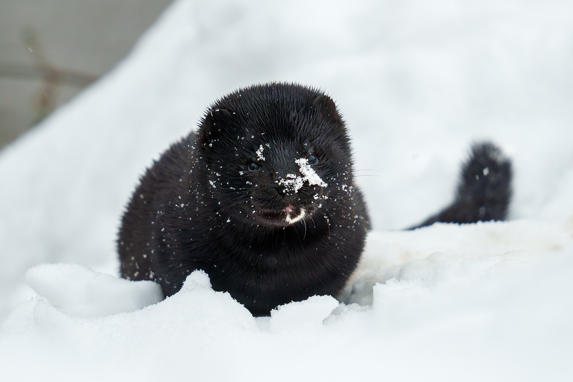 Животные. Ваш личный фотограф Марина Волкова