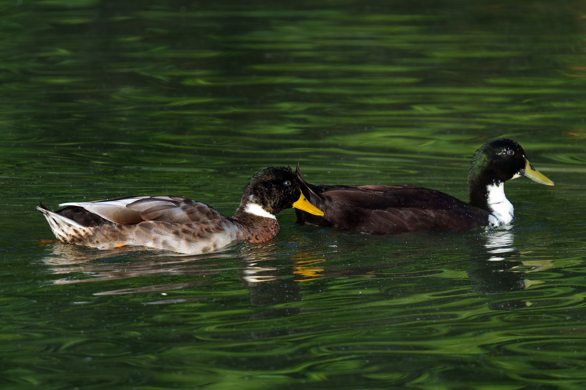 Удивительные мир птиц. Вокруг нас столько прекрасного — присмотритесь!. Ваш личный фотограф Марина Волкова