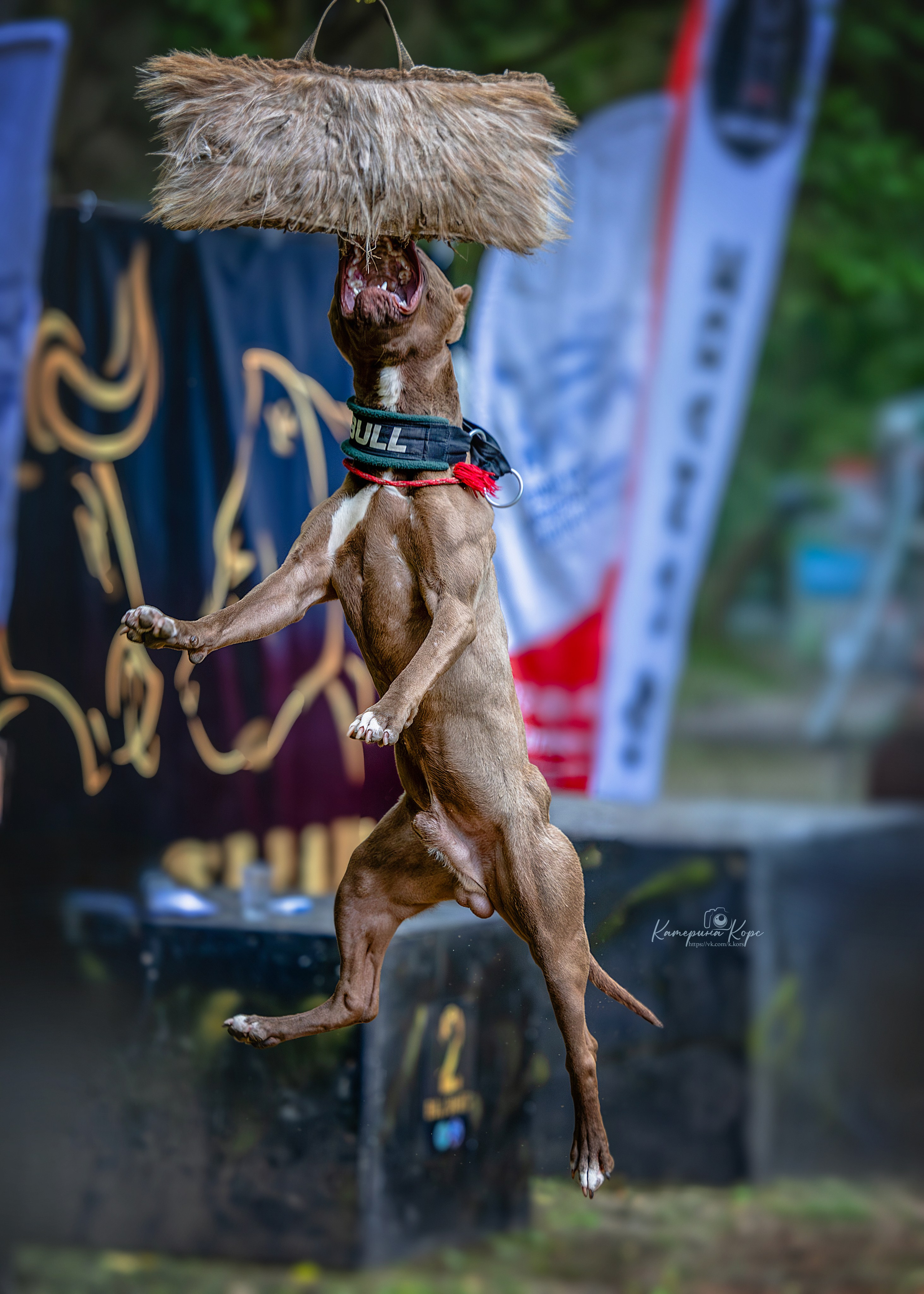 Соревнования BULL GAMES АПБТ Леха. Фотограф-анималист Катерина Корс