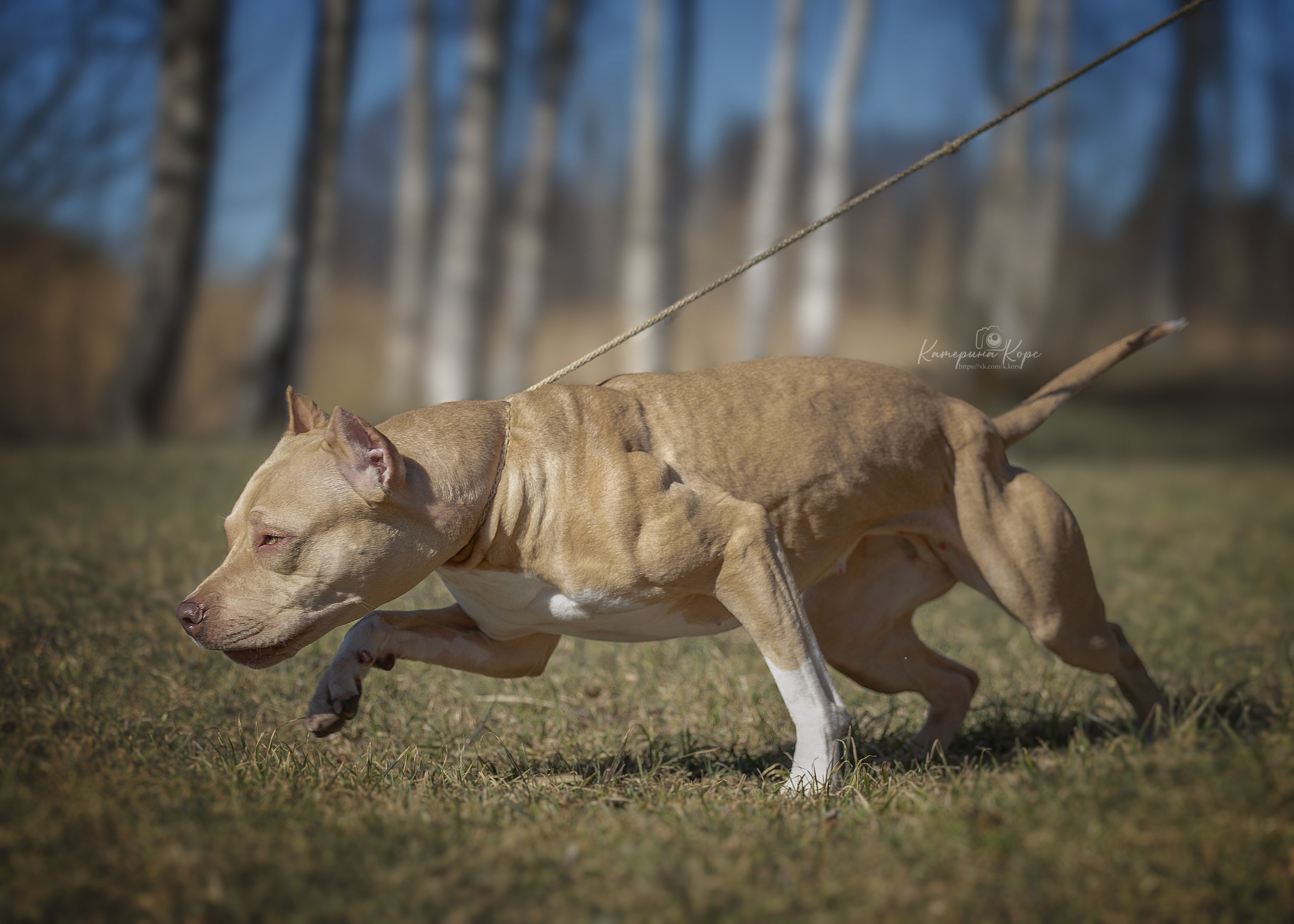 АПБТ Нарния. Главная