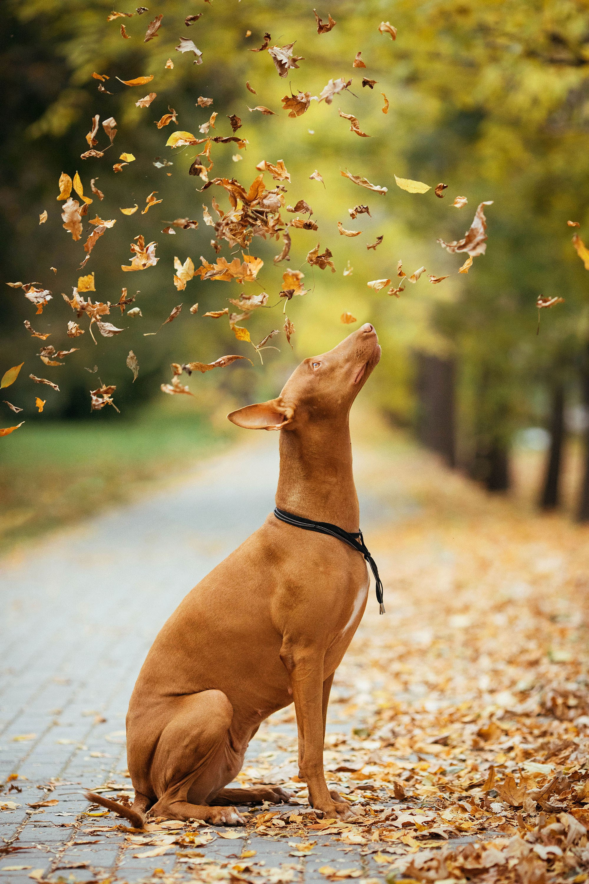 Съемка животных. Конный фотограф в Челябинске Стромова Ольга