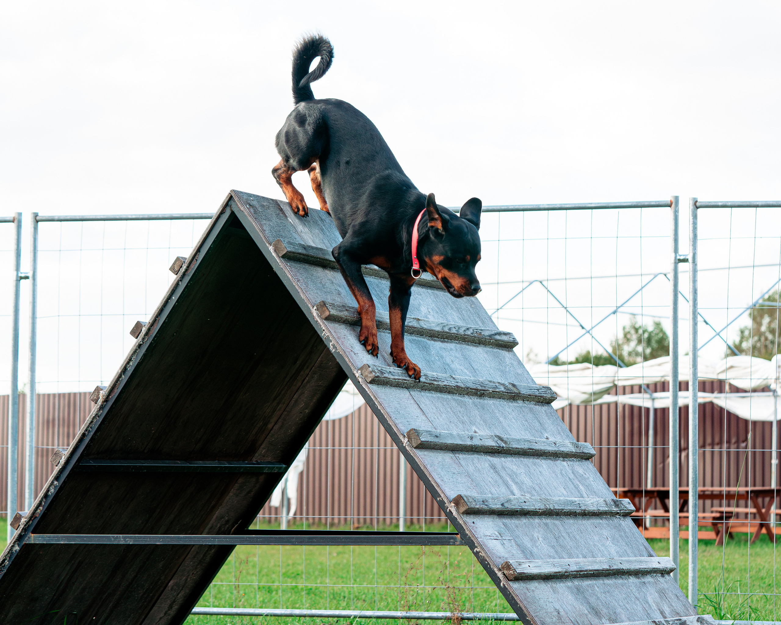 Ваш путь к ПОБЕДЕ (ТРЕНИРОВКИ). Фотограф-анималист, семейный фотограф в Москве и Подмосковье. Фотосъёмка кинологических дисциплин