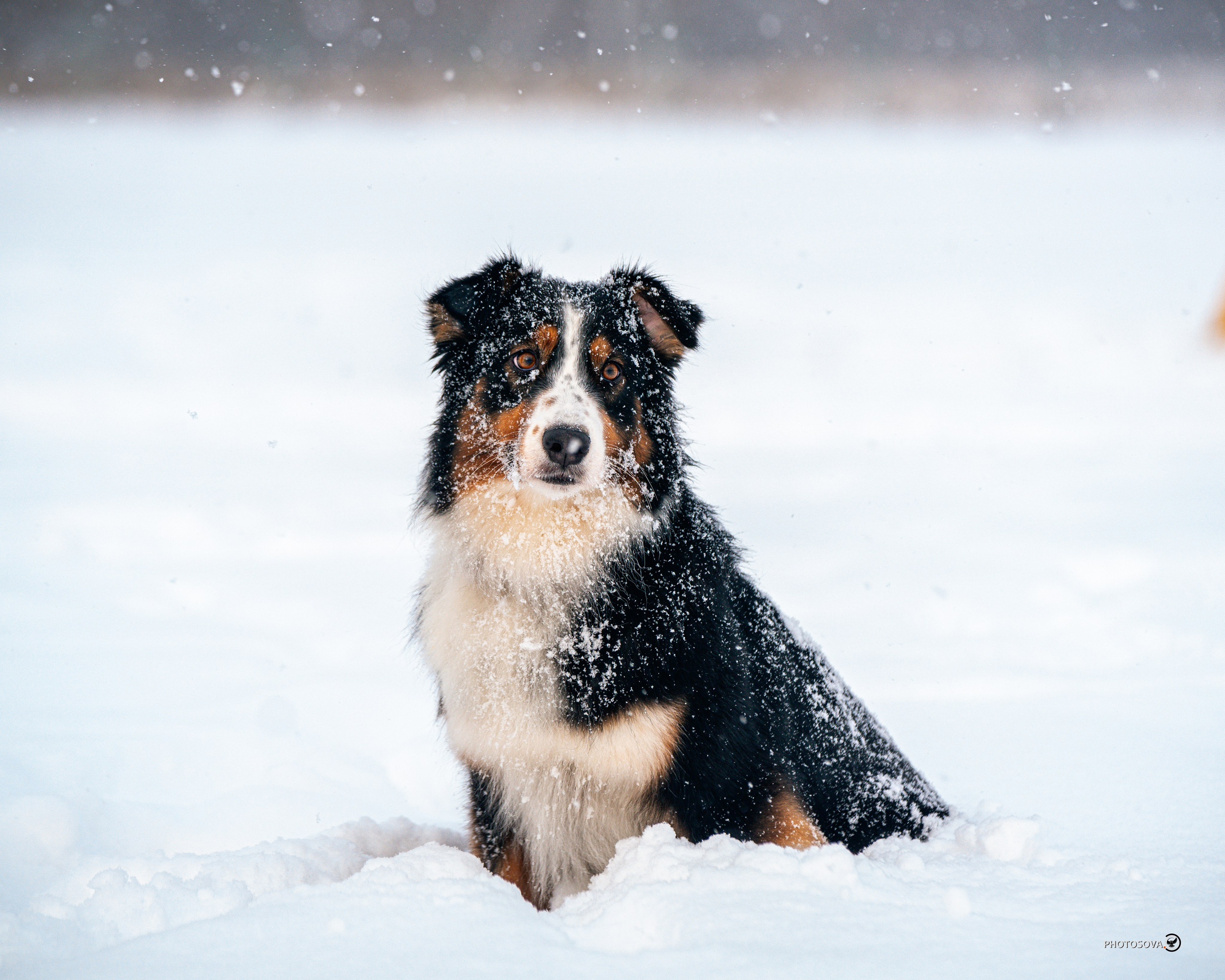 ФОТОПАМЯТЬ ВАШИХ ЭМОЦИЙ. Фотограф-анималист, семейный фотограф в Москве и Подмосковье. Фотосъёмка кинологических дисциплин
