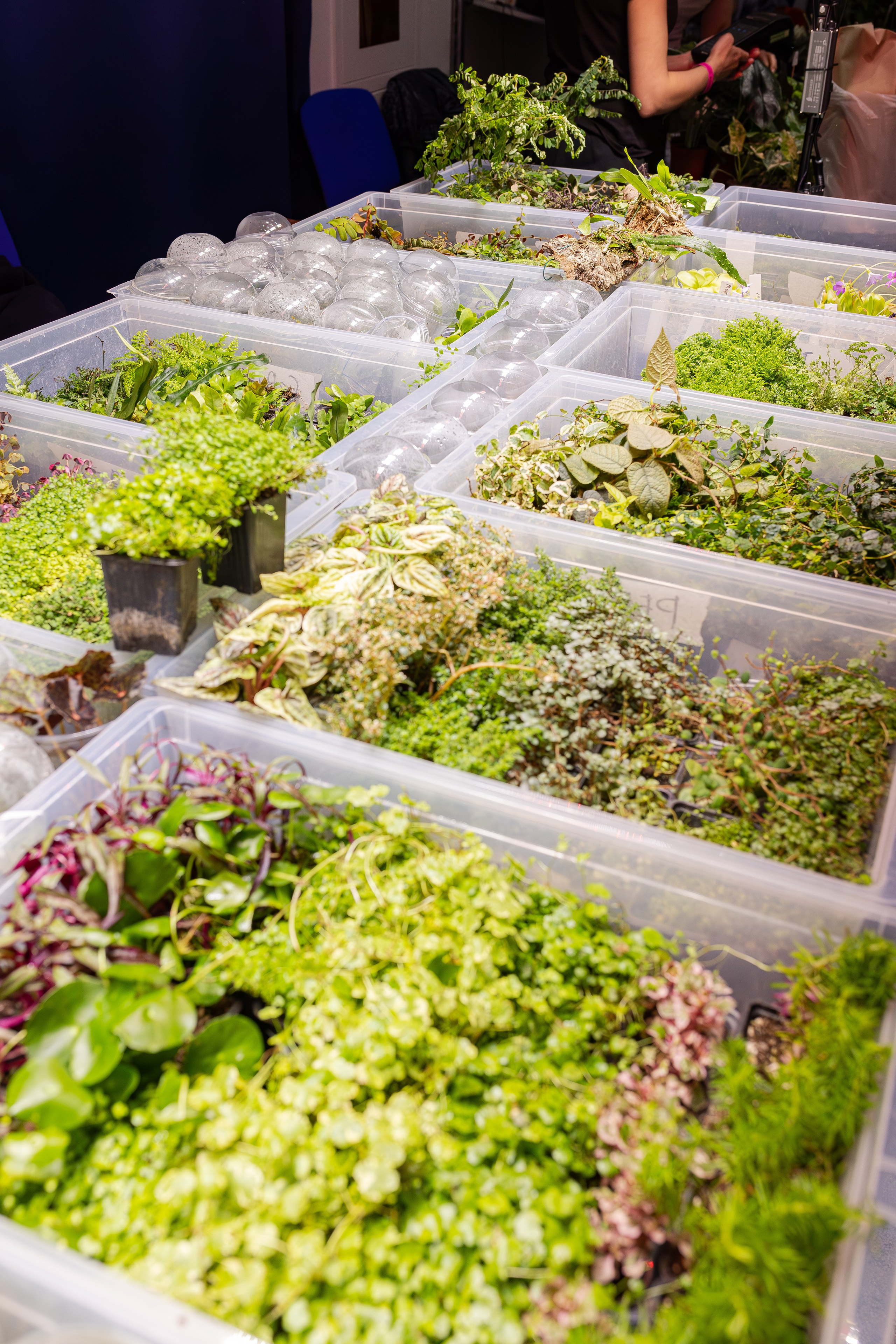 Монстериум апрель 2026. Александра Куликова фотограф, Москва