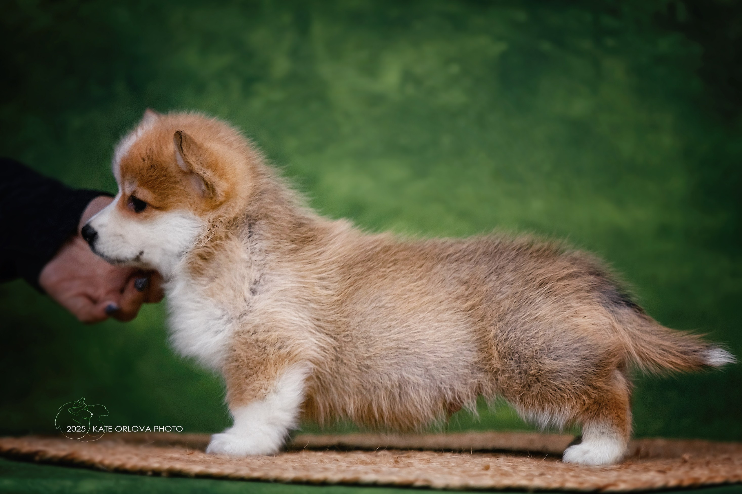 А — Кола и Цесей. Kawaii Kuma питомник собак пород Корги пемброк, Акита ину, Сиба