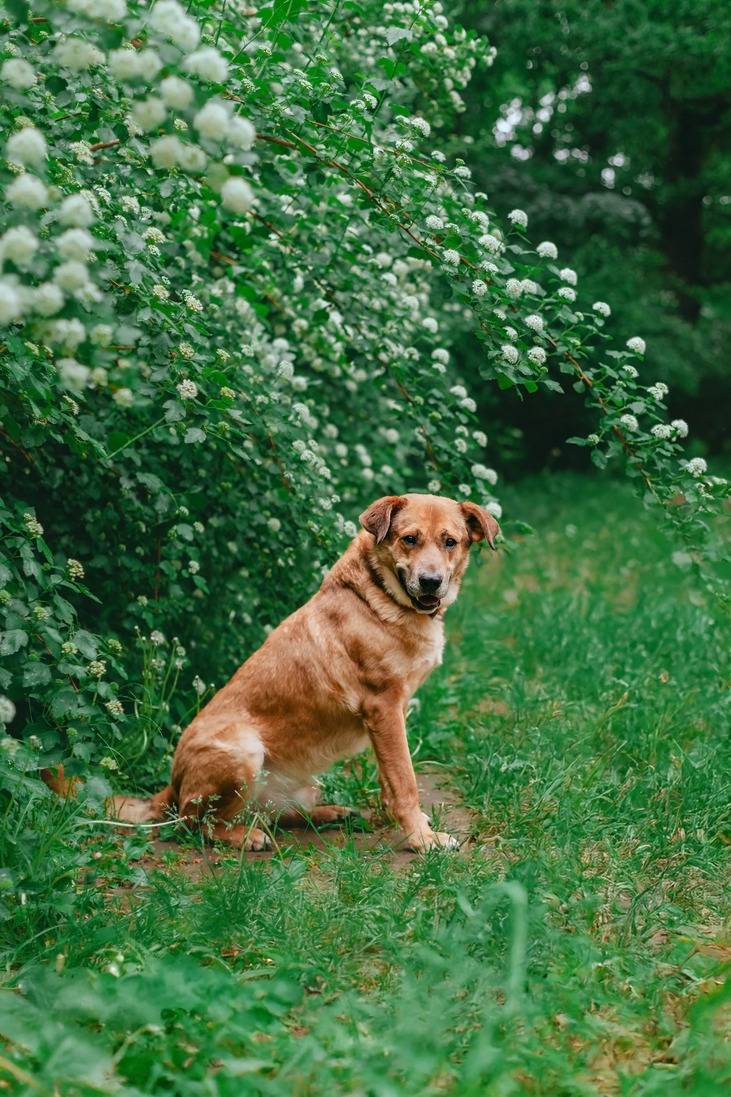Собаки из приюта Дубовая роща лето 2025. Фотограф-анималист Татьяна Степанова