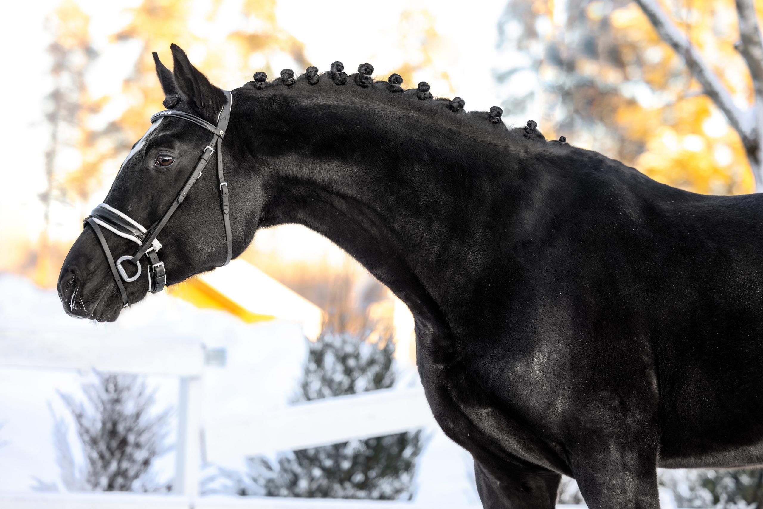 Экстерьерная съёмка лошадей. Mrs.Aquarelia Конный фотограф Марианна Леонтьева