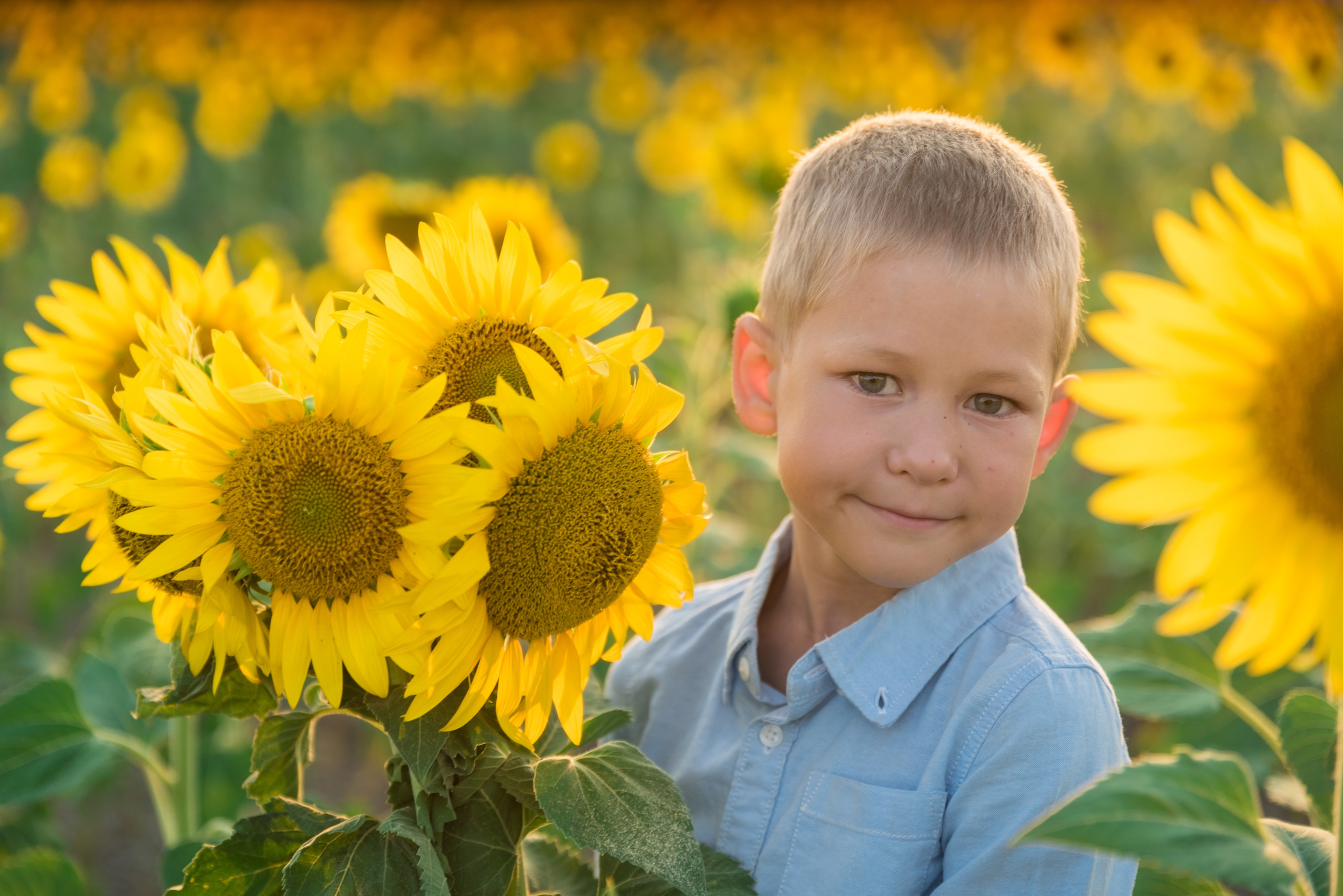 Подсолнухи