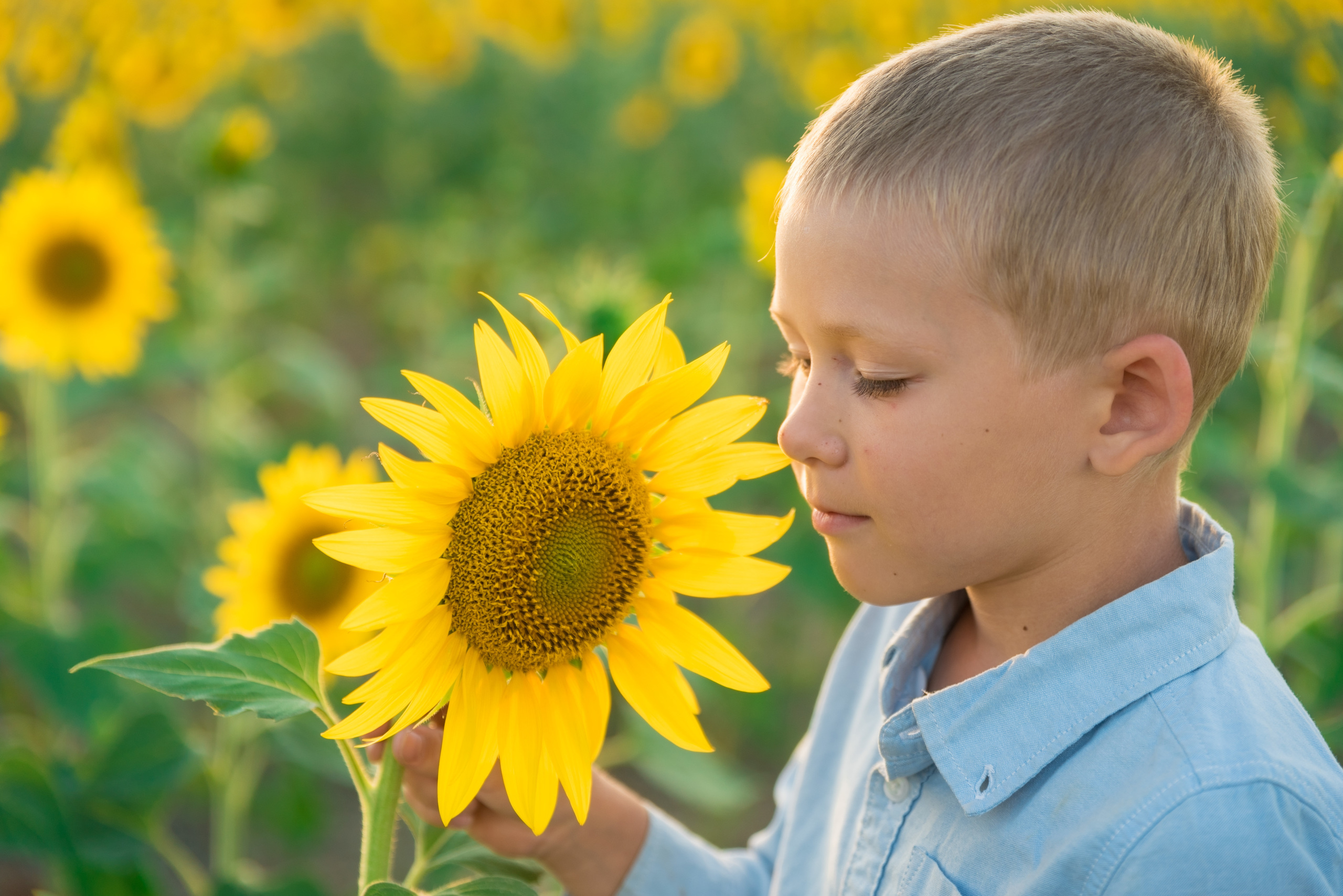 Подсолнухи