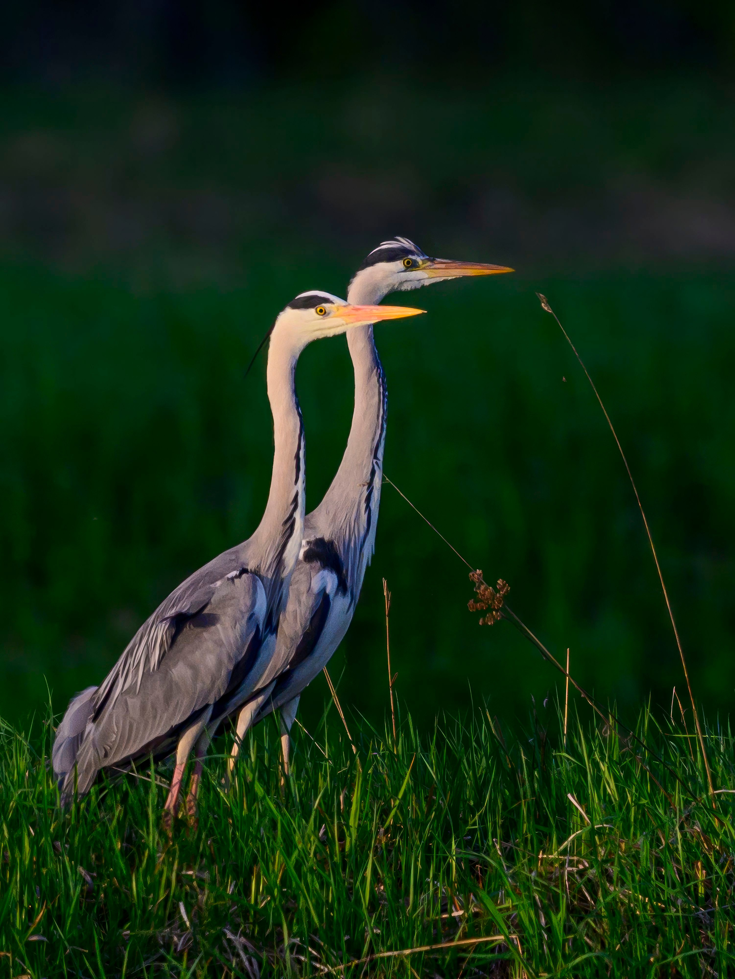 Дмитров. Фотограф Сергей Пупонин