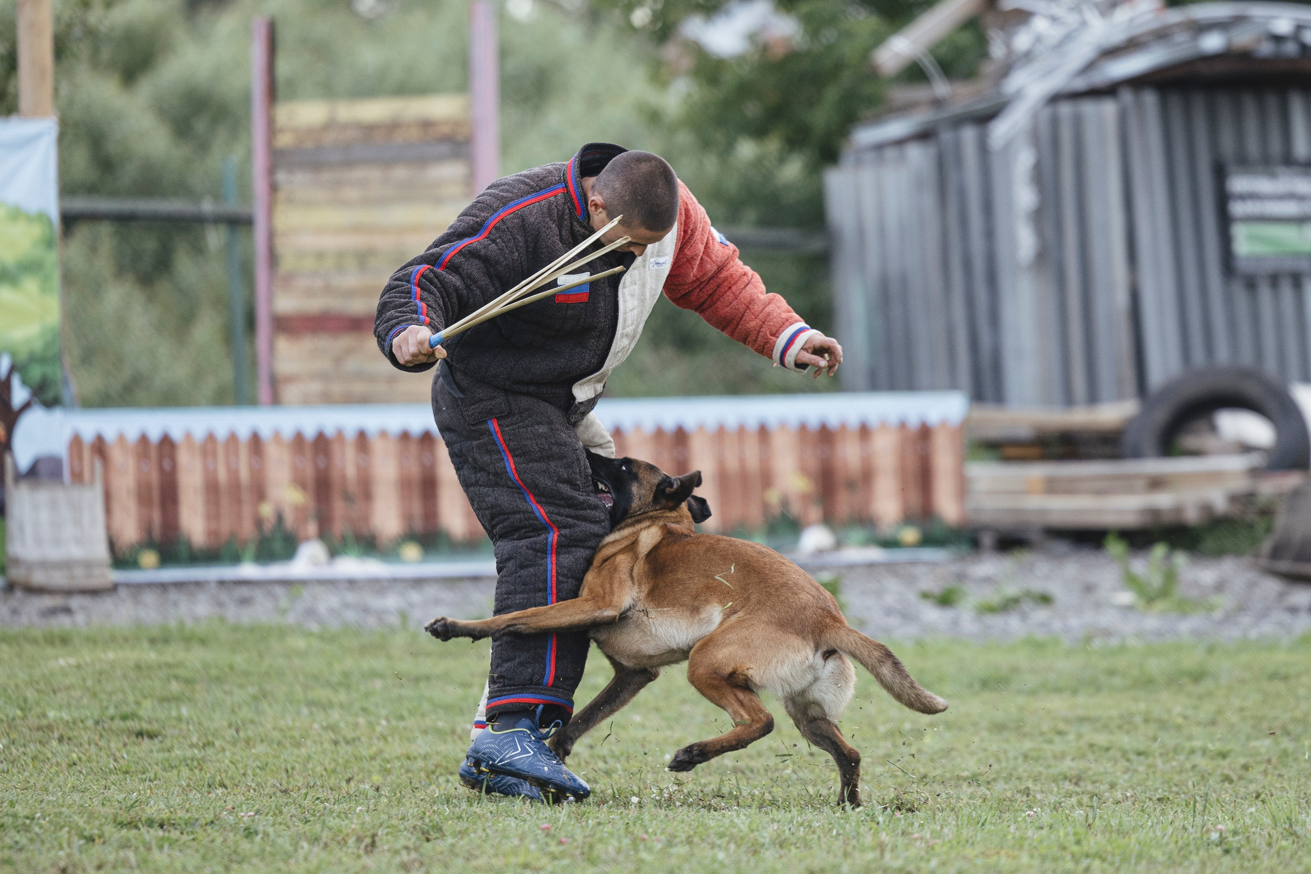 08.08.25-10.08.25 ЧР по мондьорингу г. Вологда. Фотограф-анималист Анна Маринич