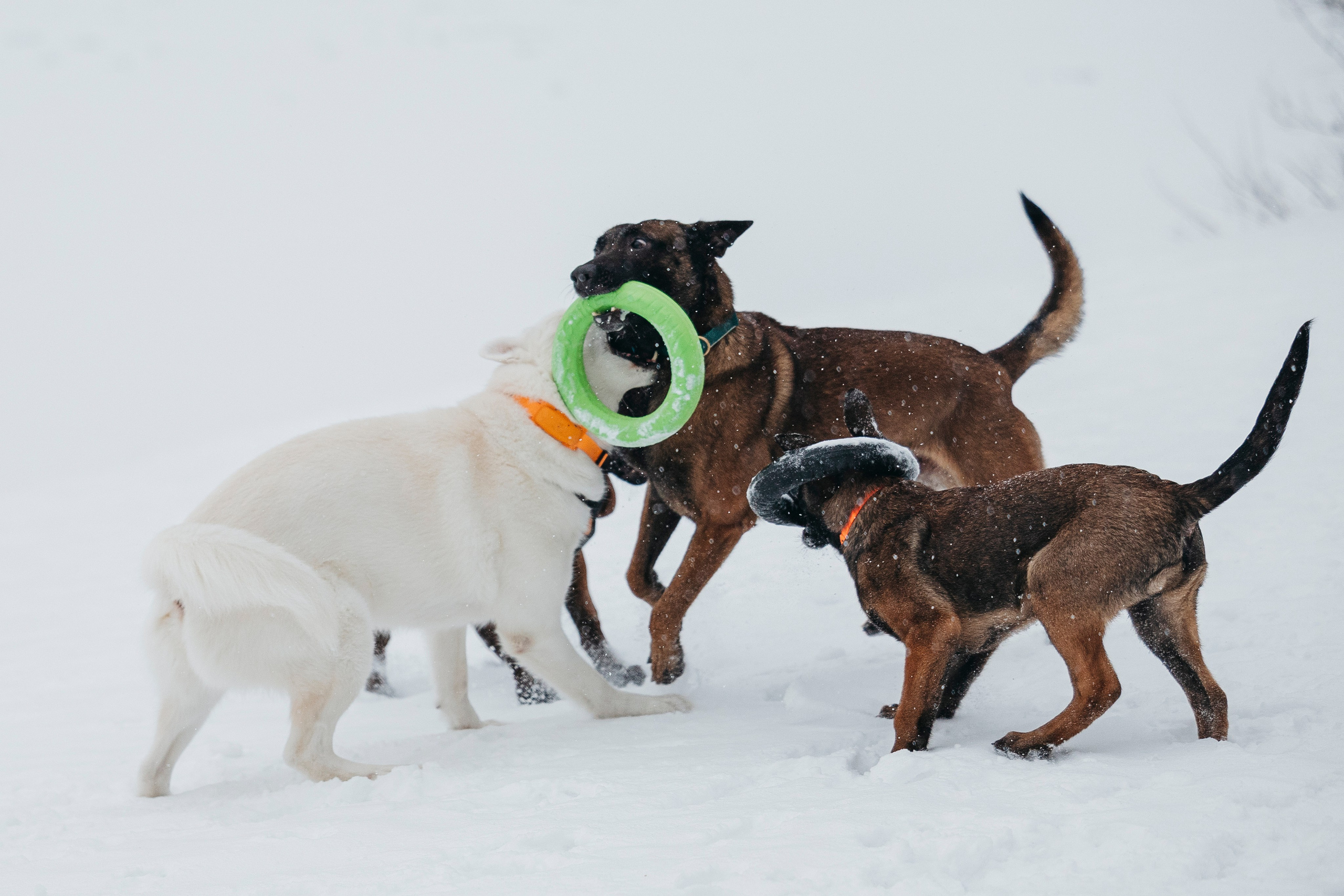 Карьер. Фотограф-анималист Анна Маринич