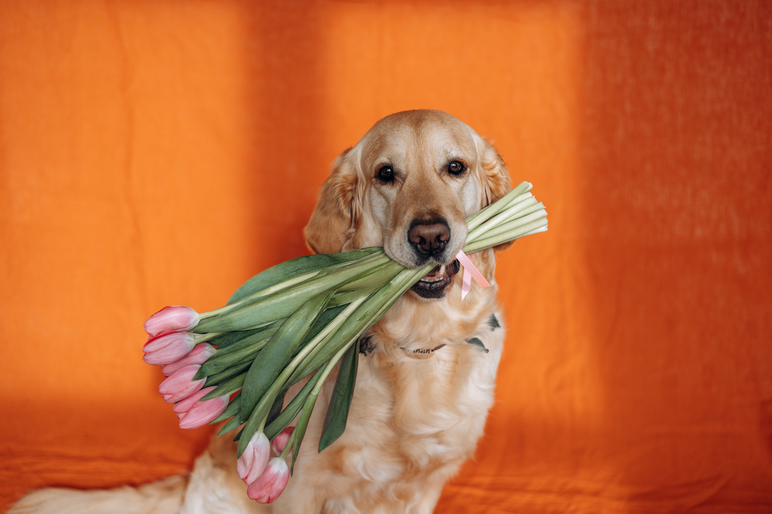 Марина и Чили. Фотограф — Анималист | Санкт-Петербург
