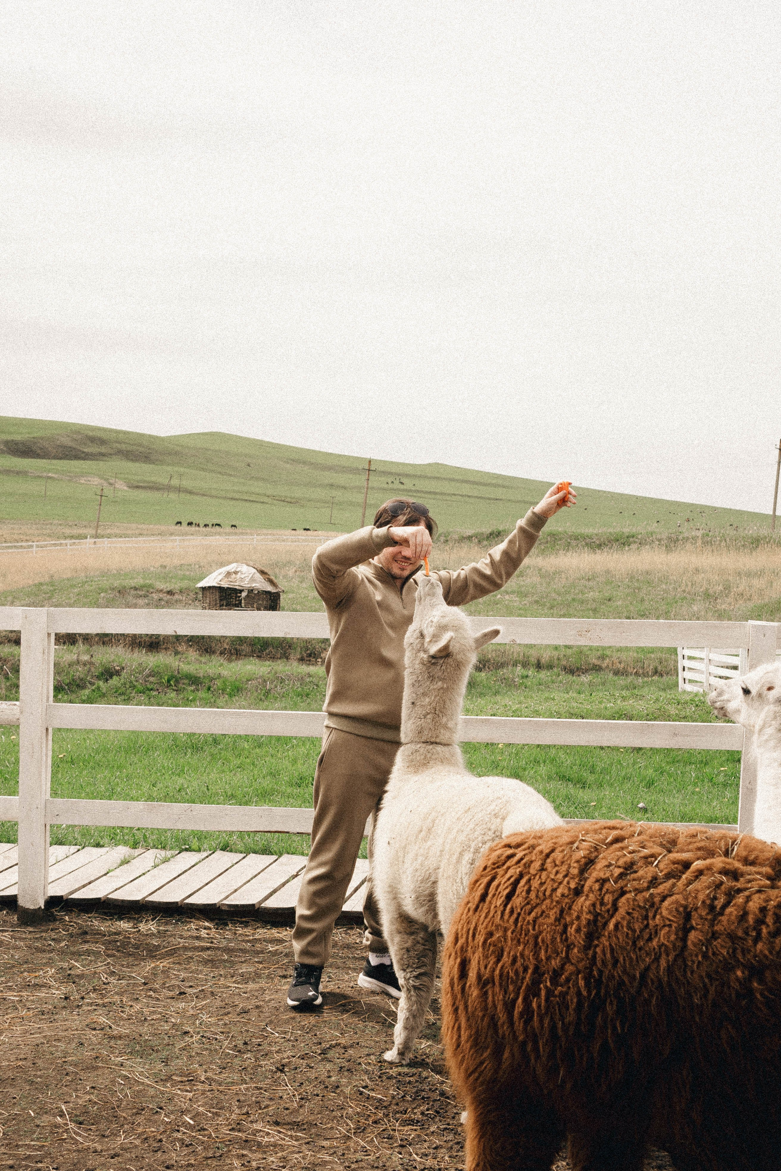 Ферма Альпак. Профессиональный фотограф, Санкт-Петербург — Виктория Богомолова