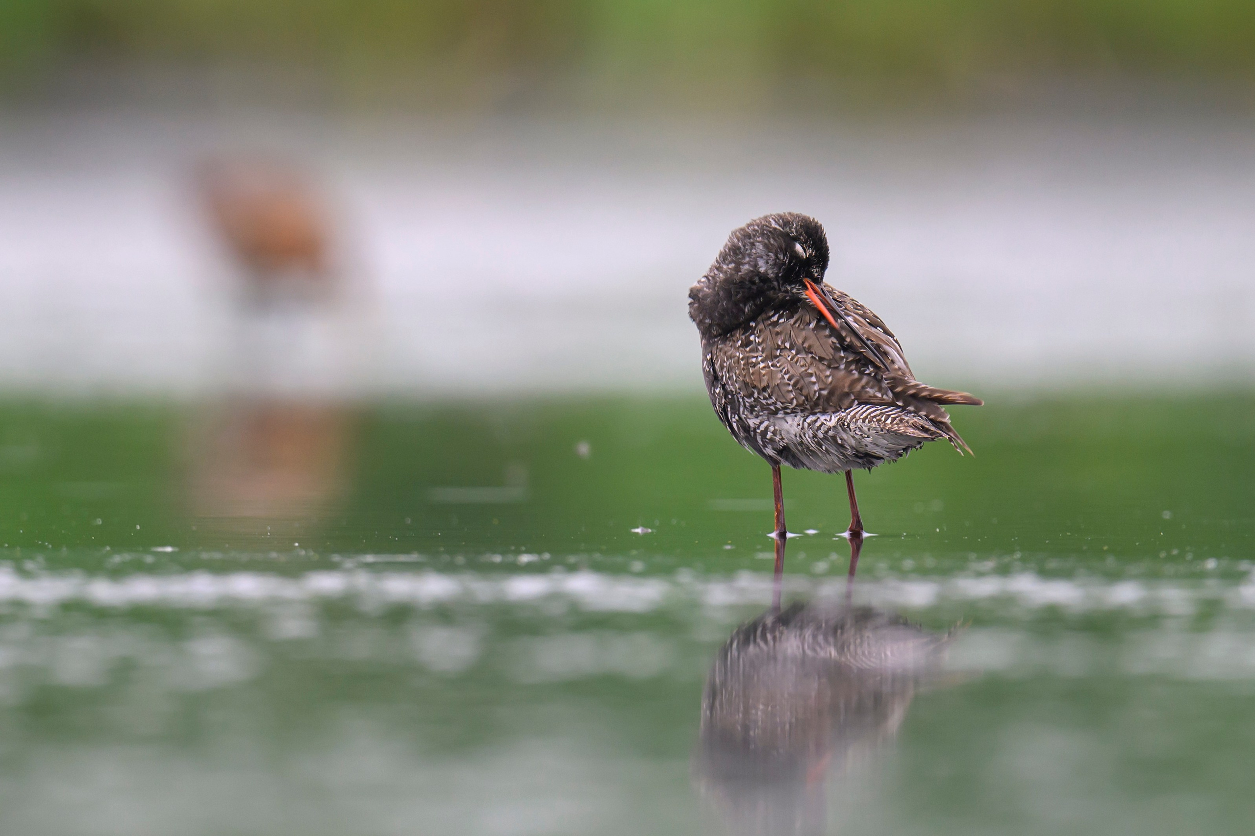 Кулики. Wildlife photography by Sergey Puponin