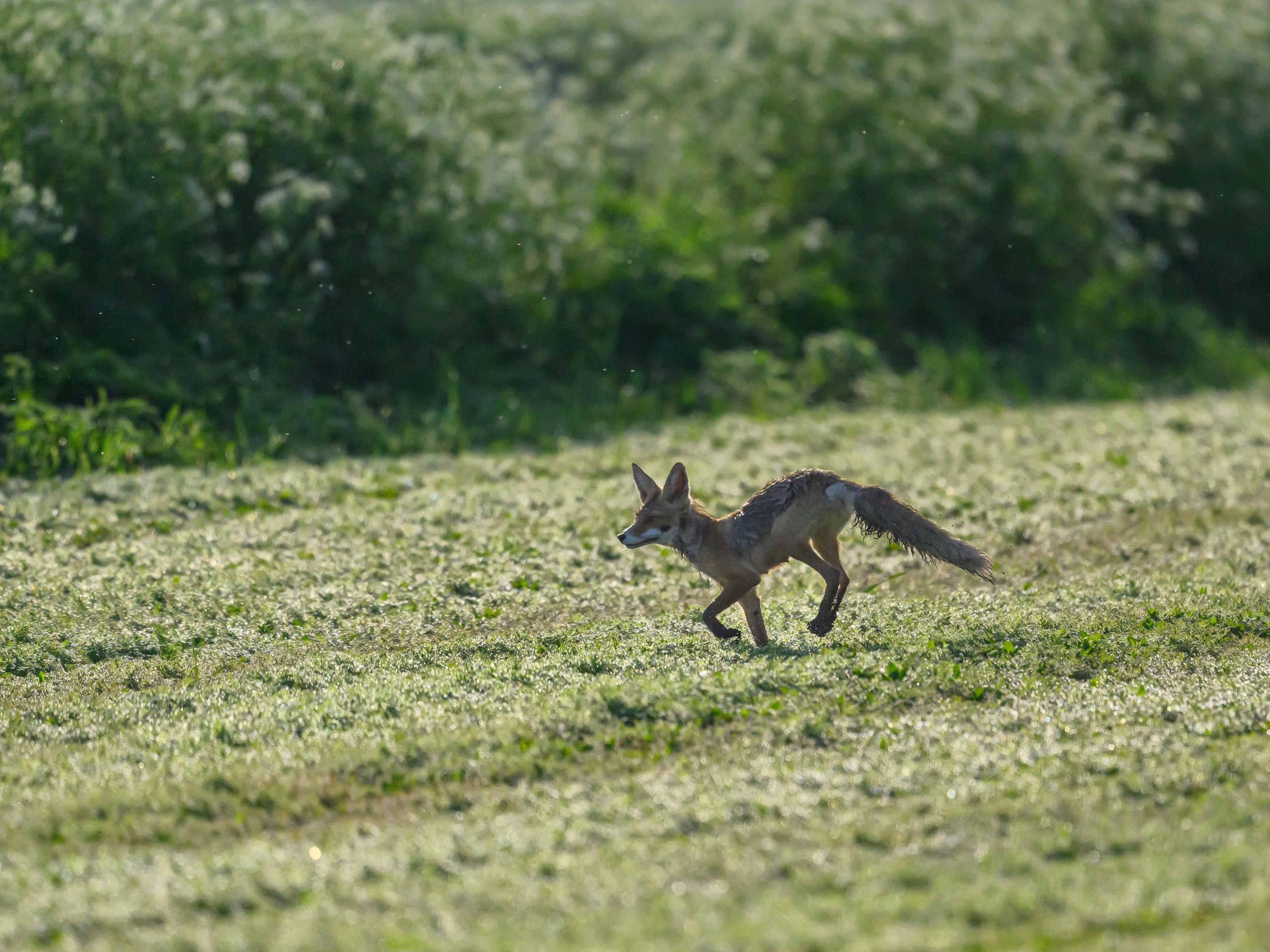 Охота сов. Фотограф Сергей Пупонин
