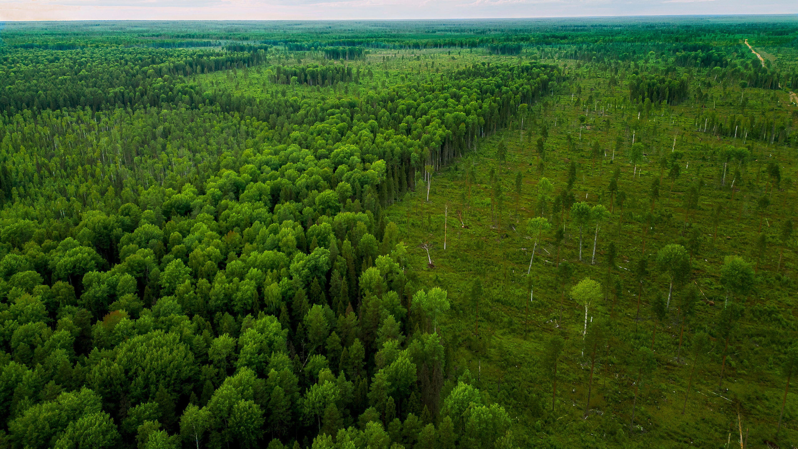 Граница между зоной вырубки и национальным парком "Койгородский".